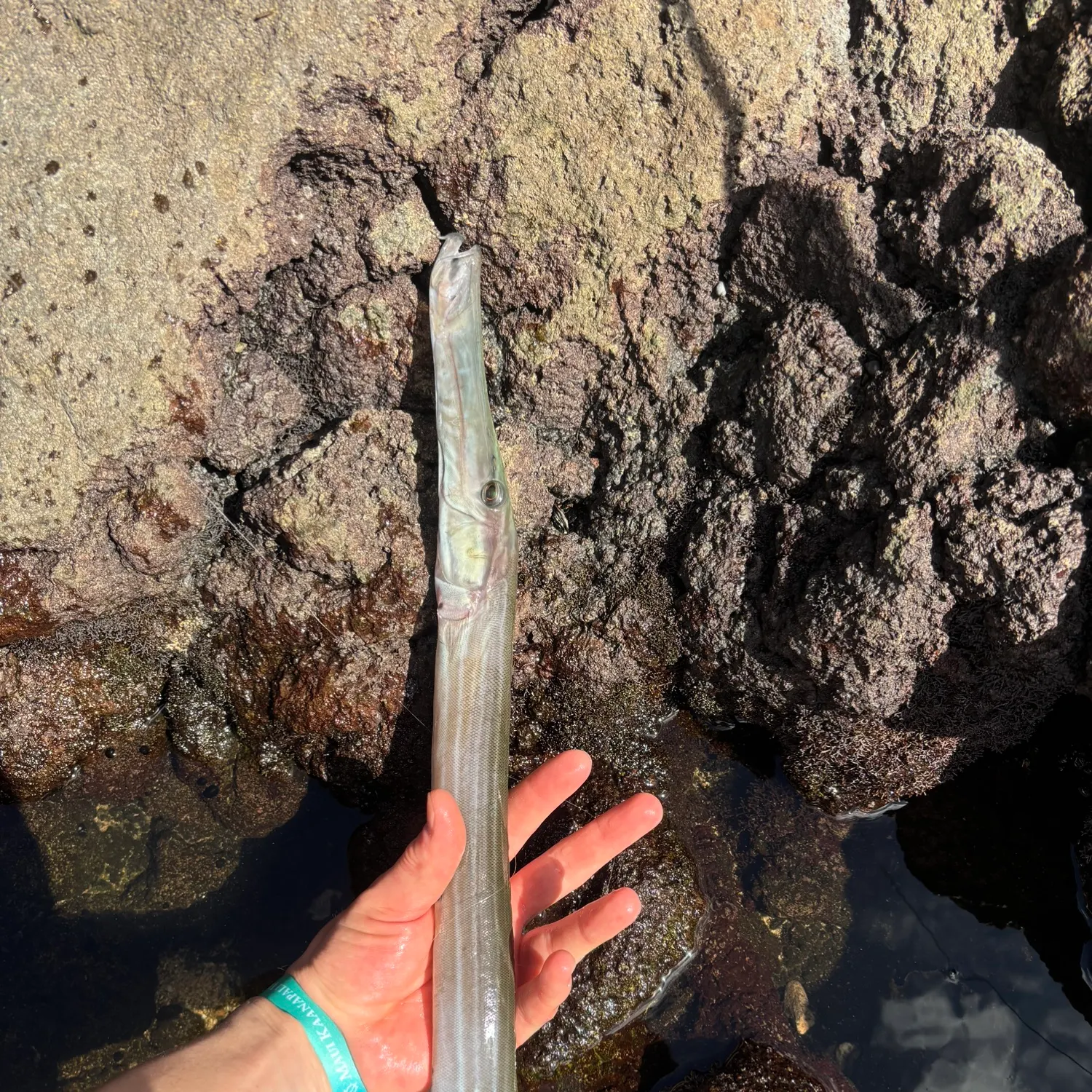 The most recent Chinese trumpetfish catches on Fishbrain