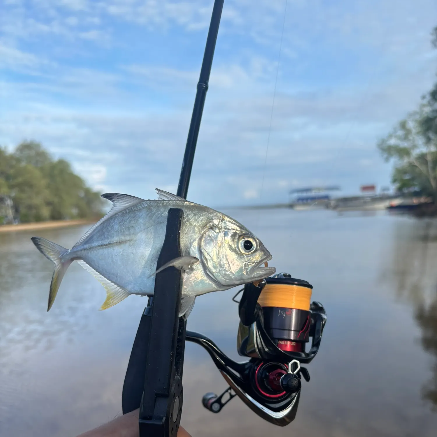 The most recent Bigeye trevally catches on Fishbrain
