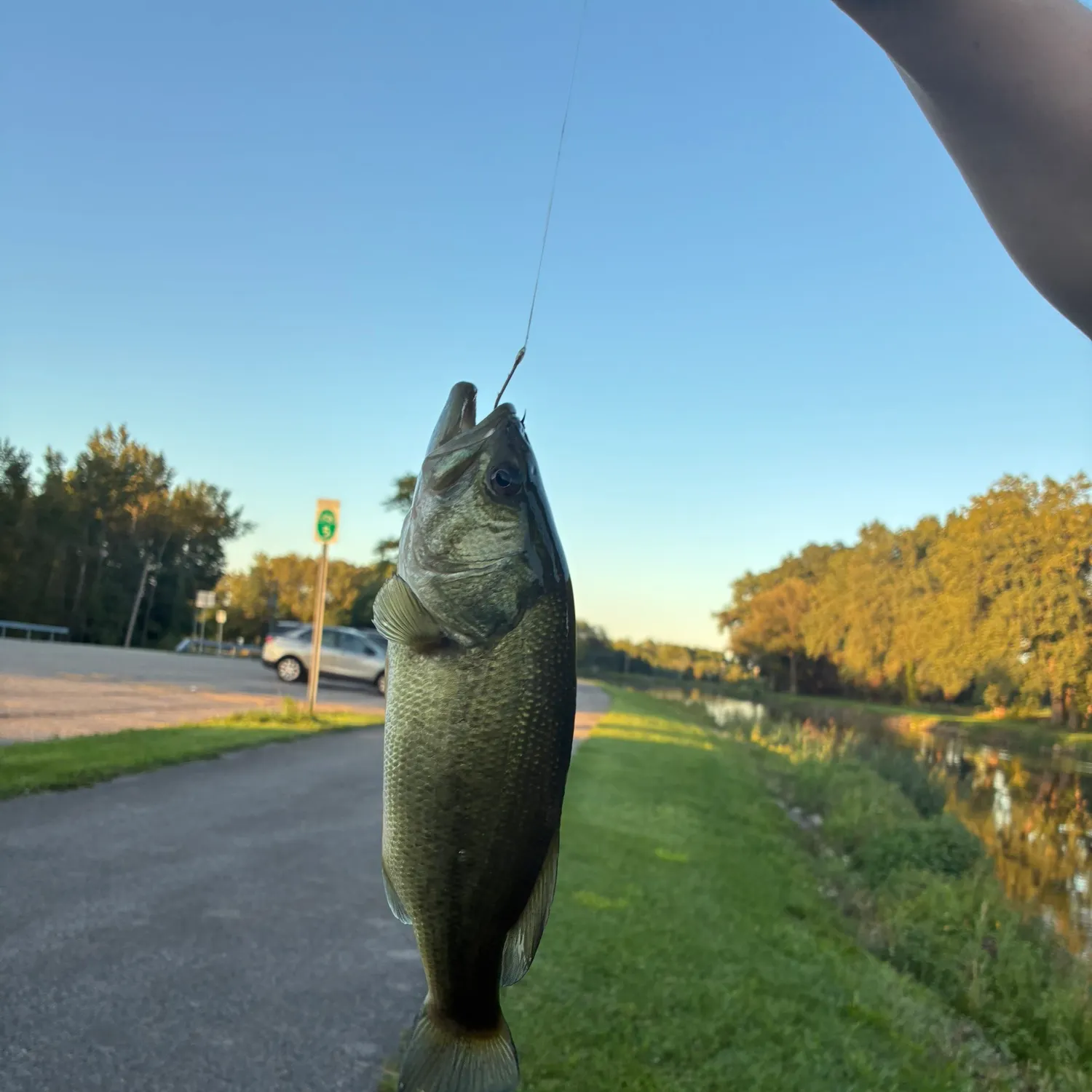 Largemouth bass caught on Fishbrain