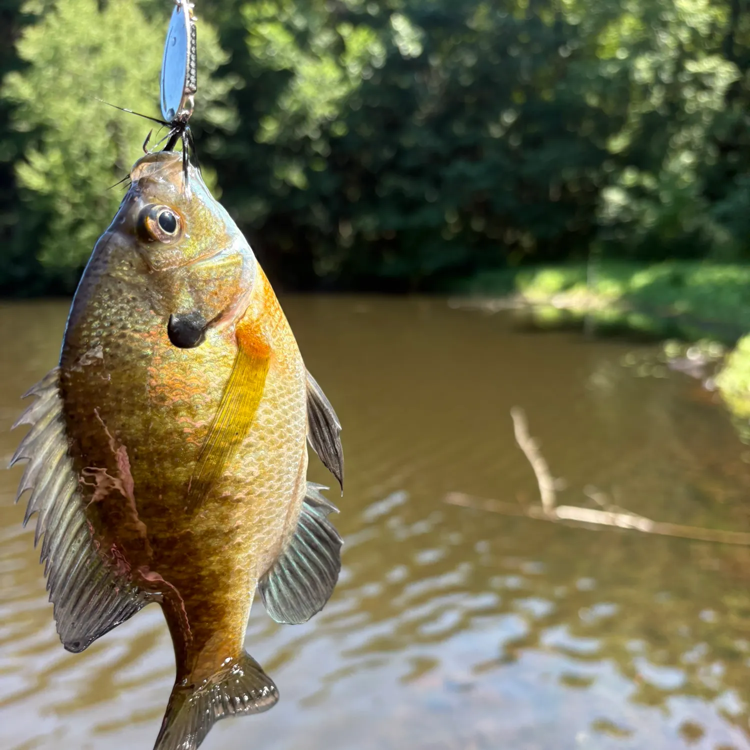 Bluegill caught on Fishbrain