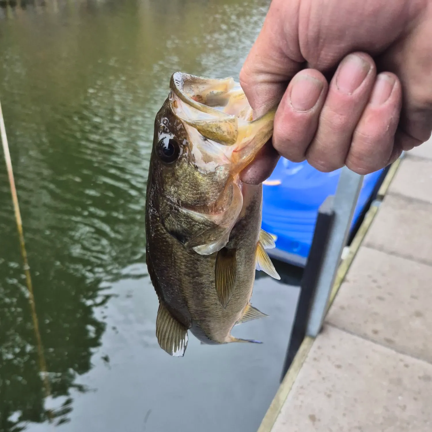 Fish caught on Fishbrain