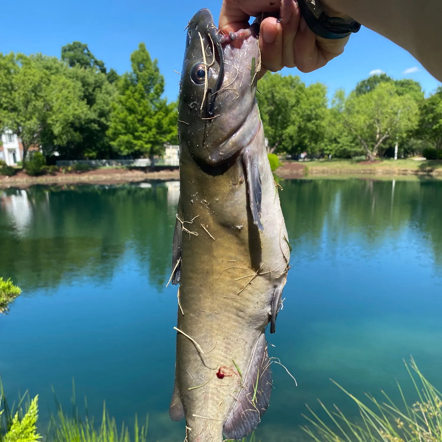 catch