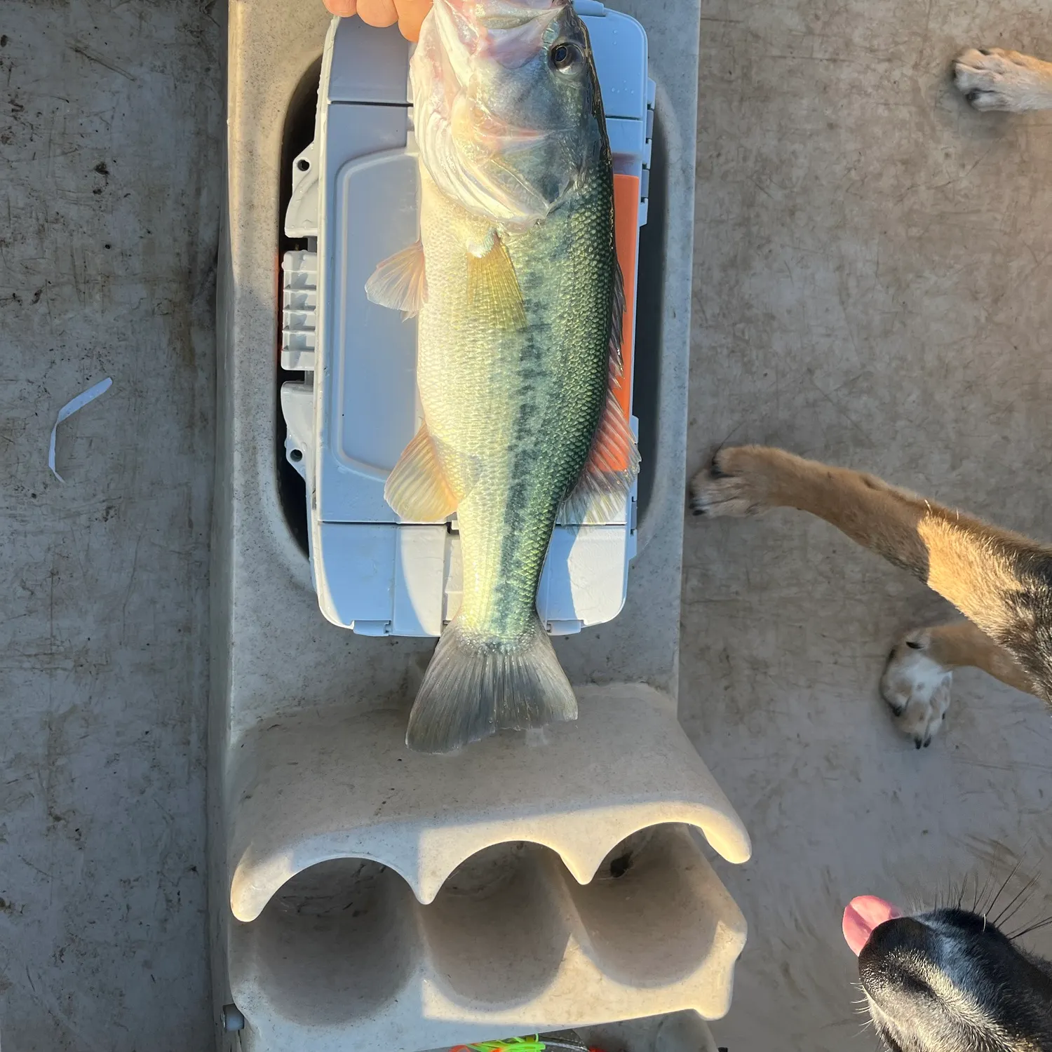 catch