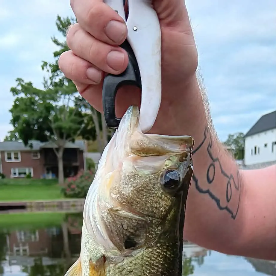 Largemouth bass caught on Fishbrain