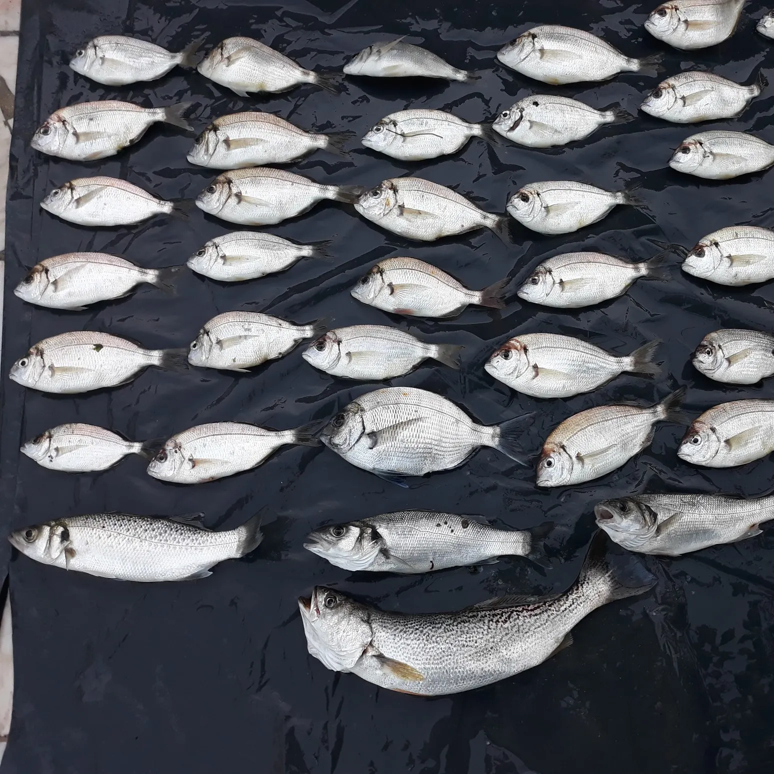 recently logged catches