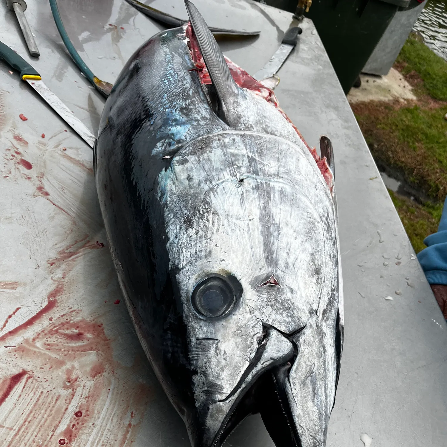 The most recent Southern bluefin tuna catches on Fishbrain