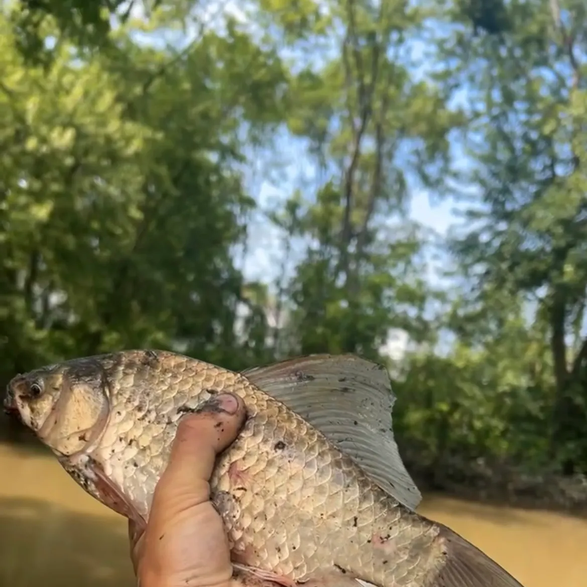 The most recent Koi x common carp catches on Fishbrain
