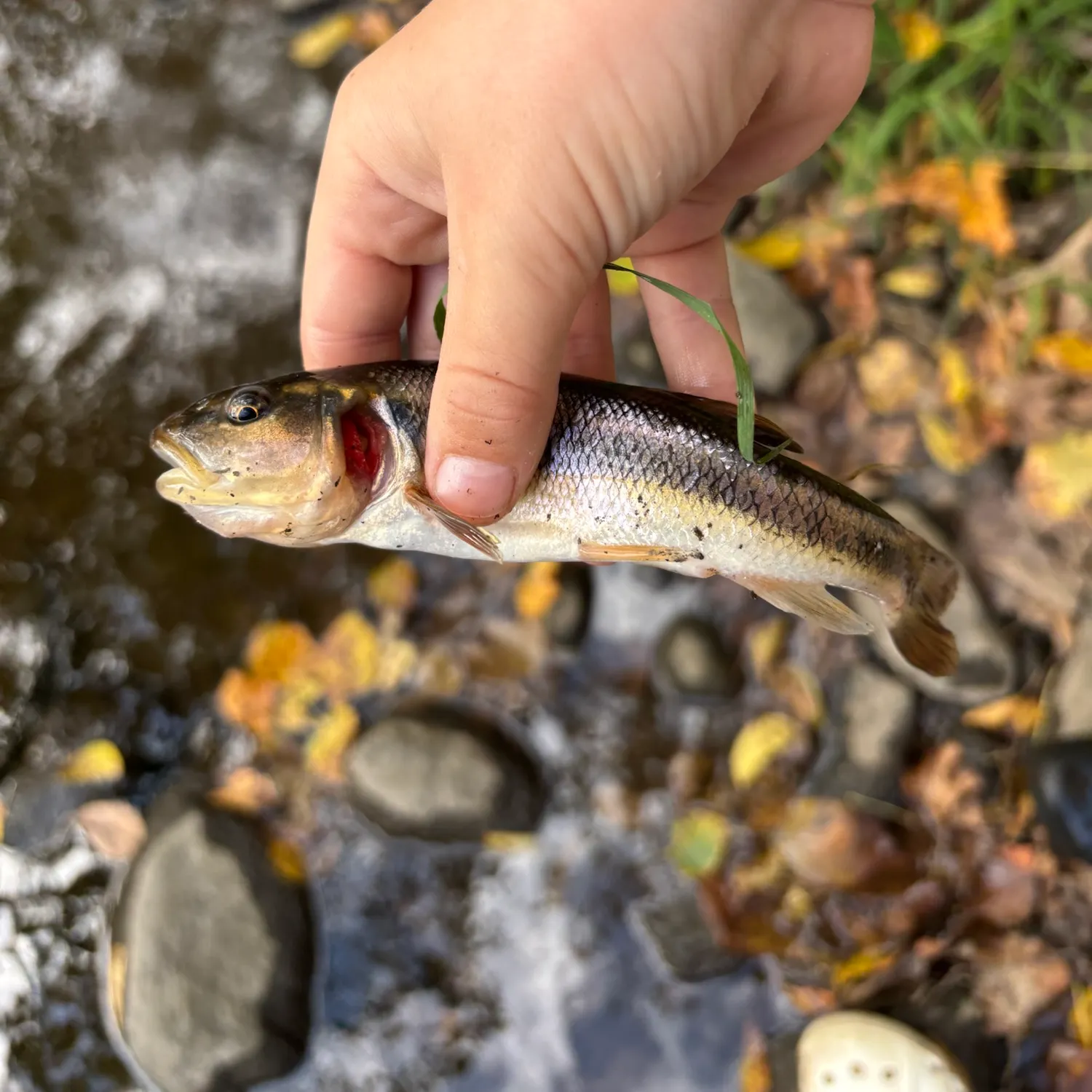 Creek chub caught on Fishbrain