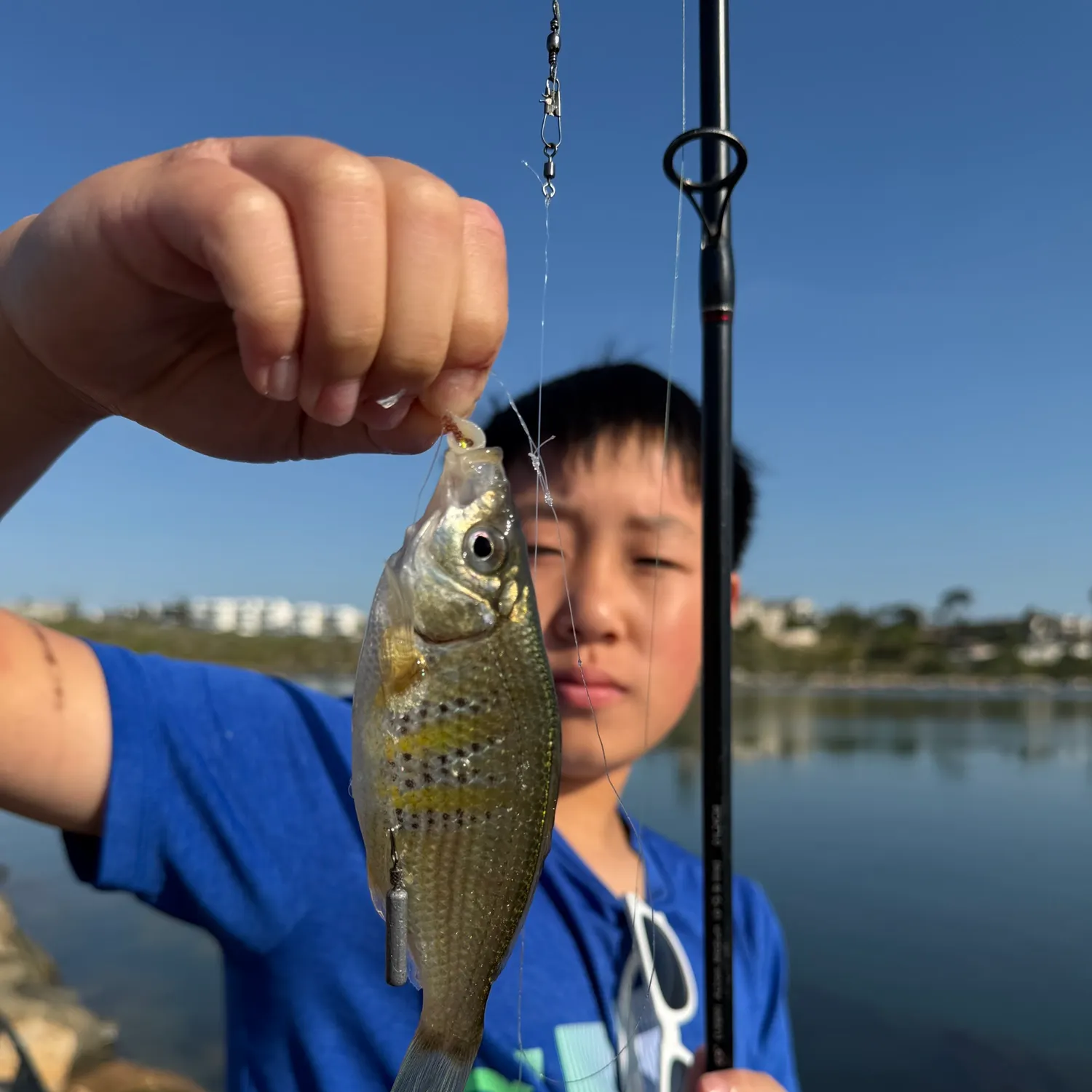The most recent Shiner perch catches on Fishbrain