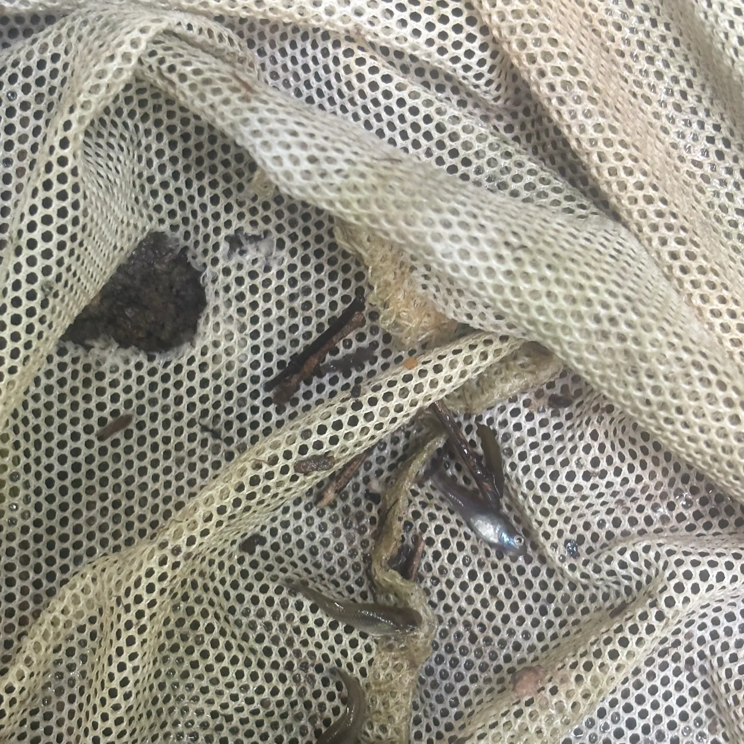 The most recent Eastern mosquitofish catches on Fishbrain