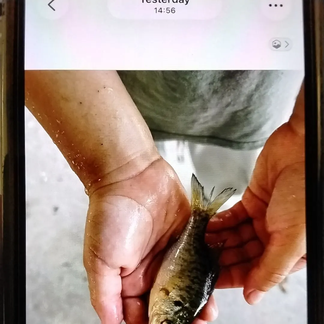 Redear sunfish caught on Fishbrain