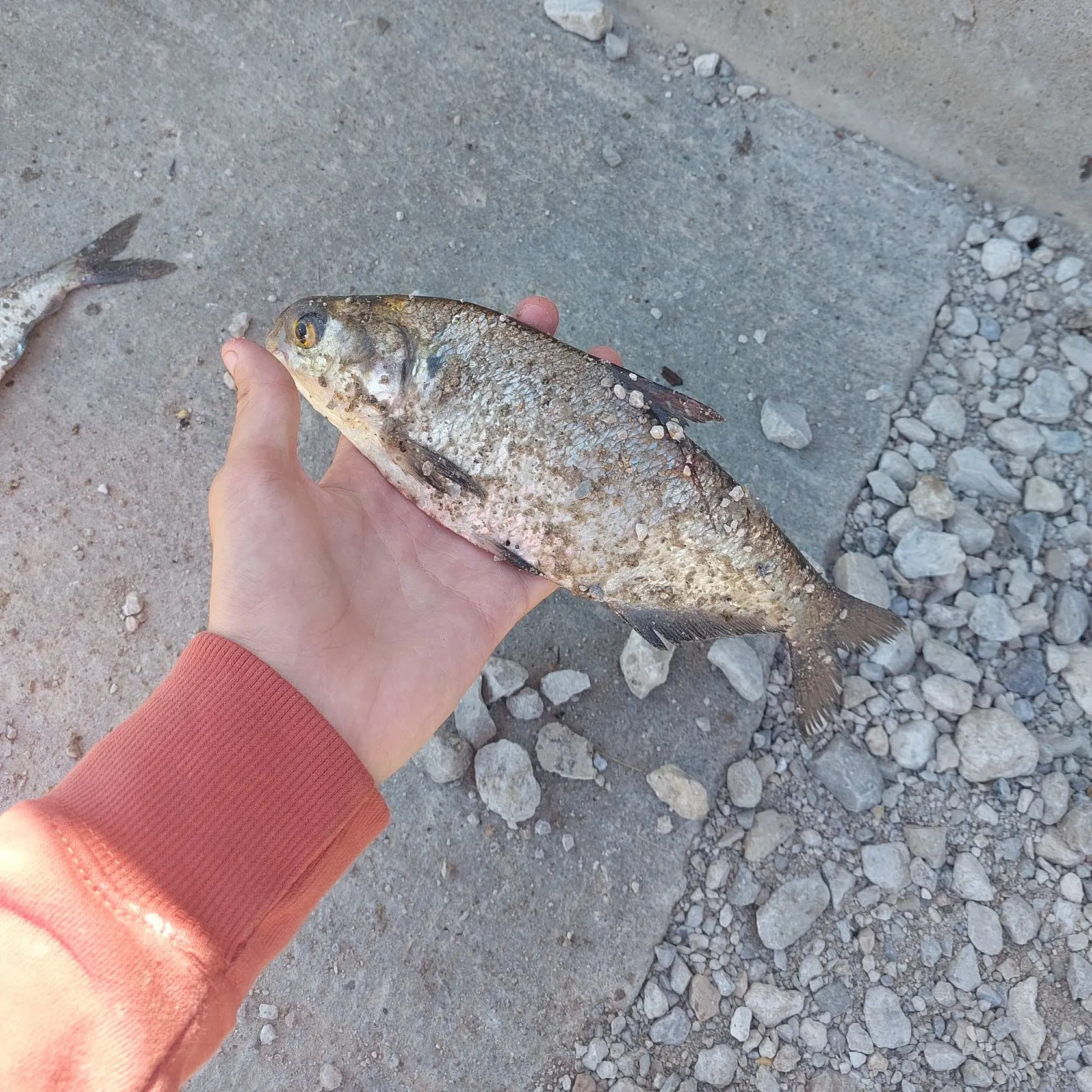 American gizzard shad caught on Fishbrain