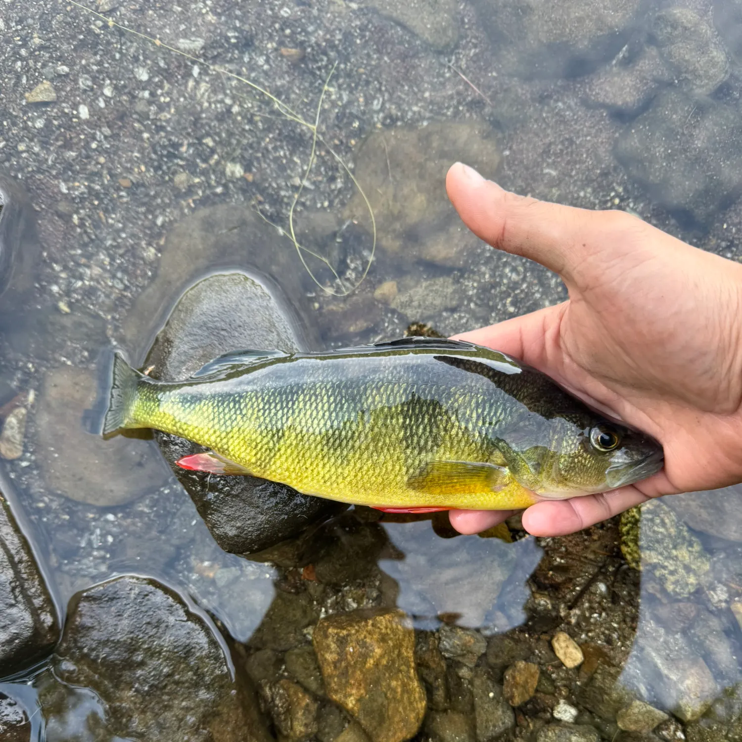 Yellow perch caught on Fishbrain