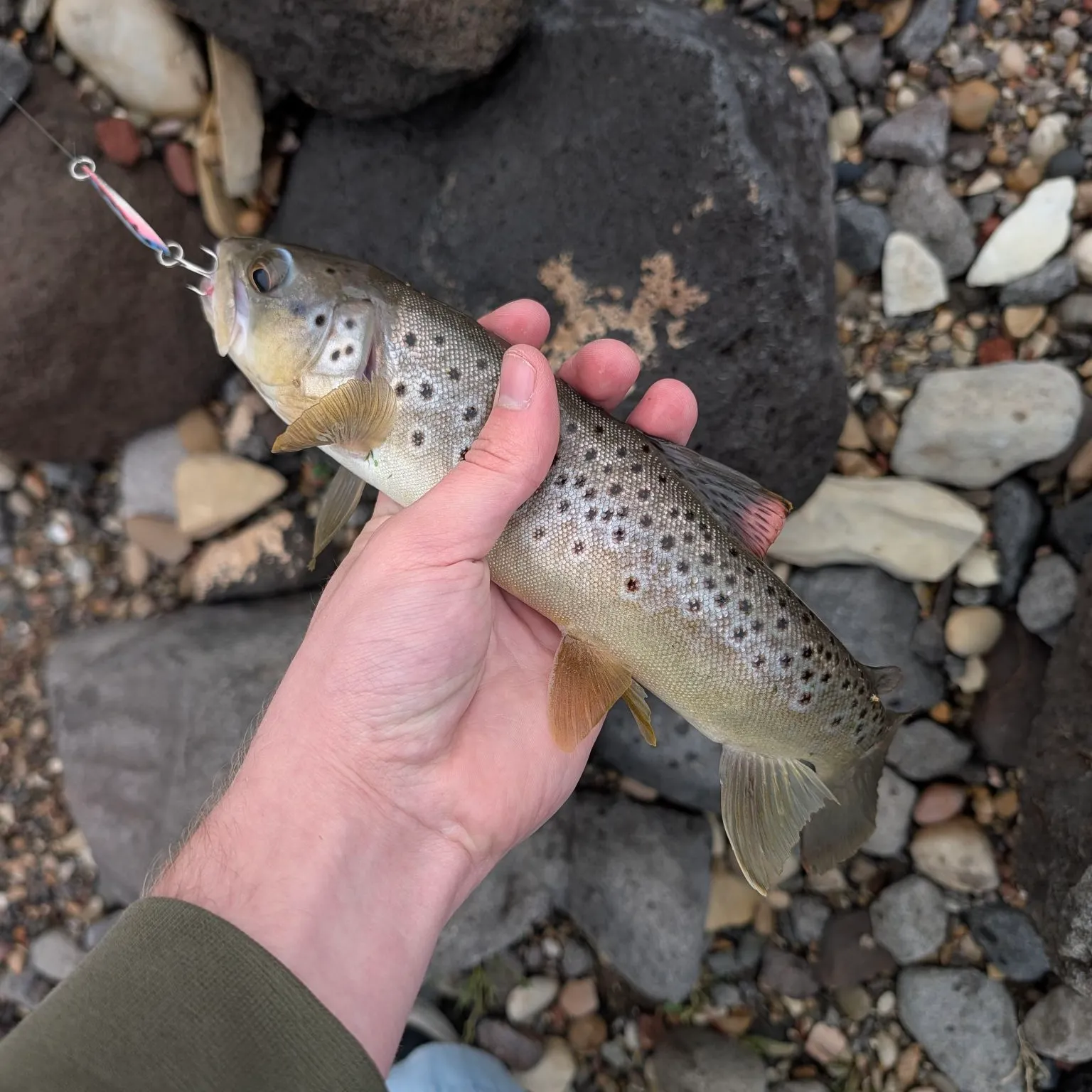 Brown trout caught on Fishbrain