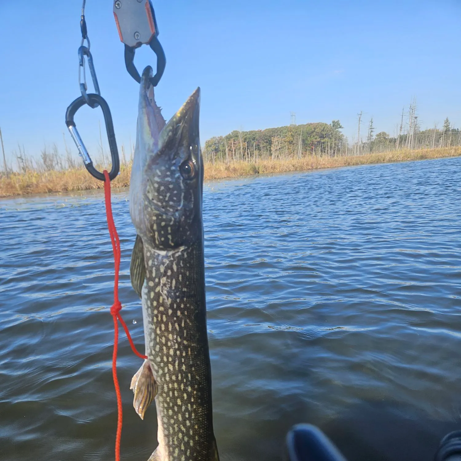Northern pike caught on Fishbrain