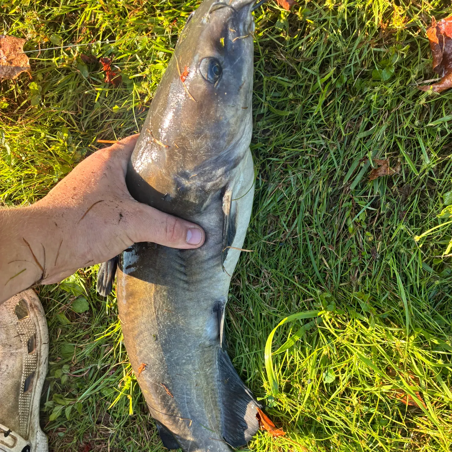 Channel catfish caught on Fishbrain