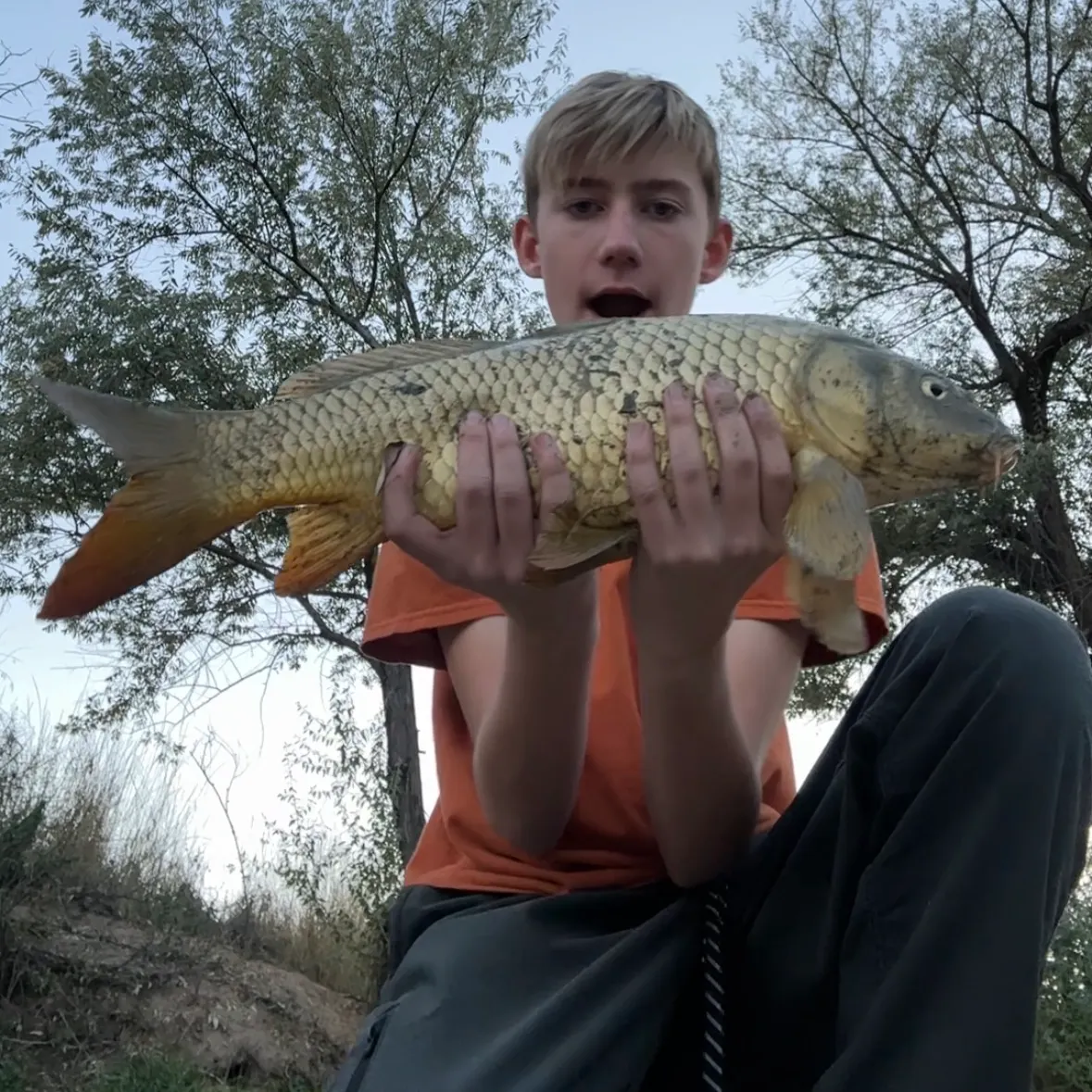 Common carp caught on Fishbrain