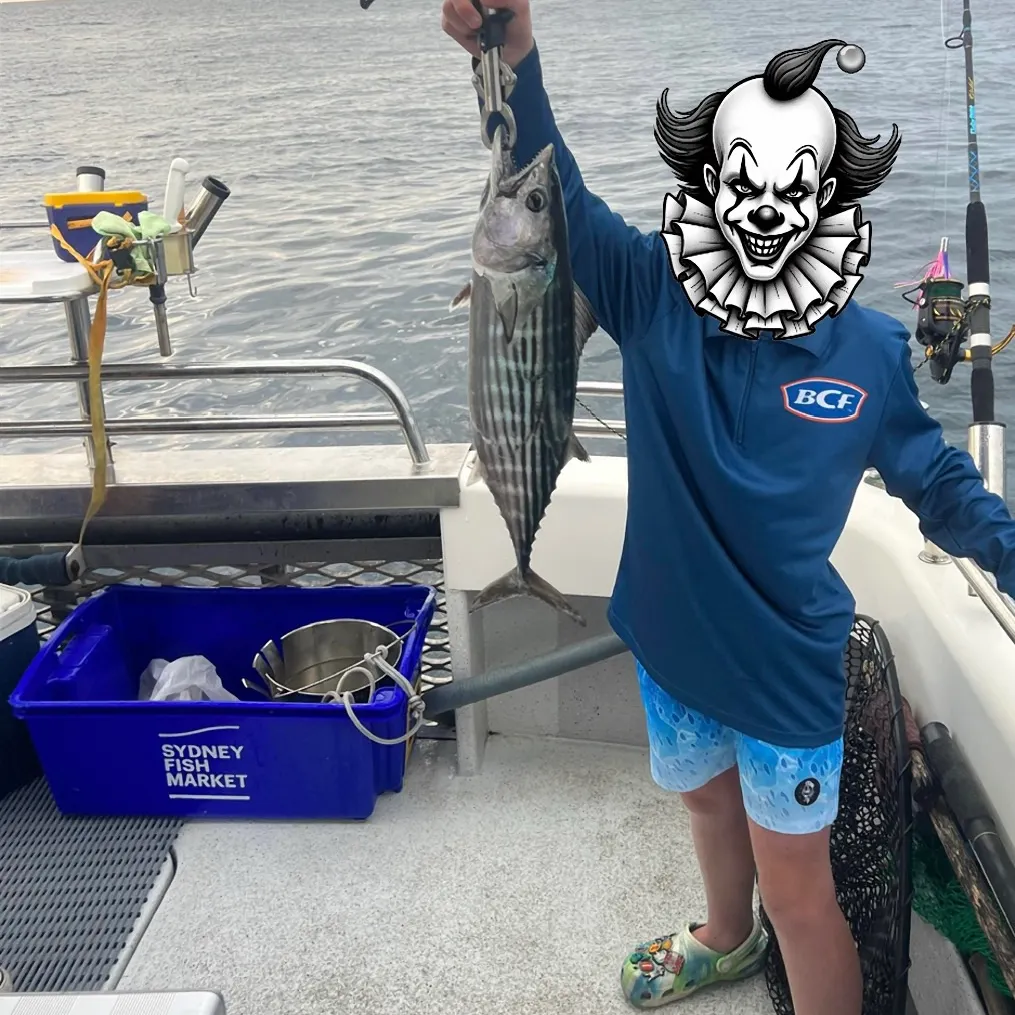 The most recent Eastern Pacific bonito catches on Fishbrain
