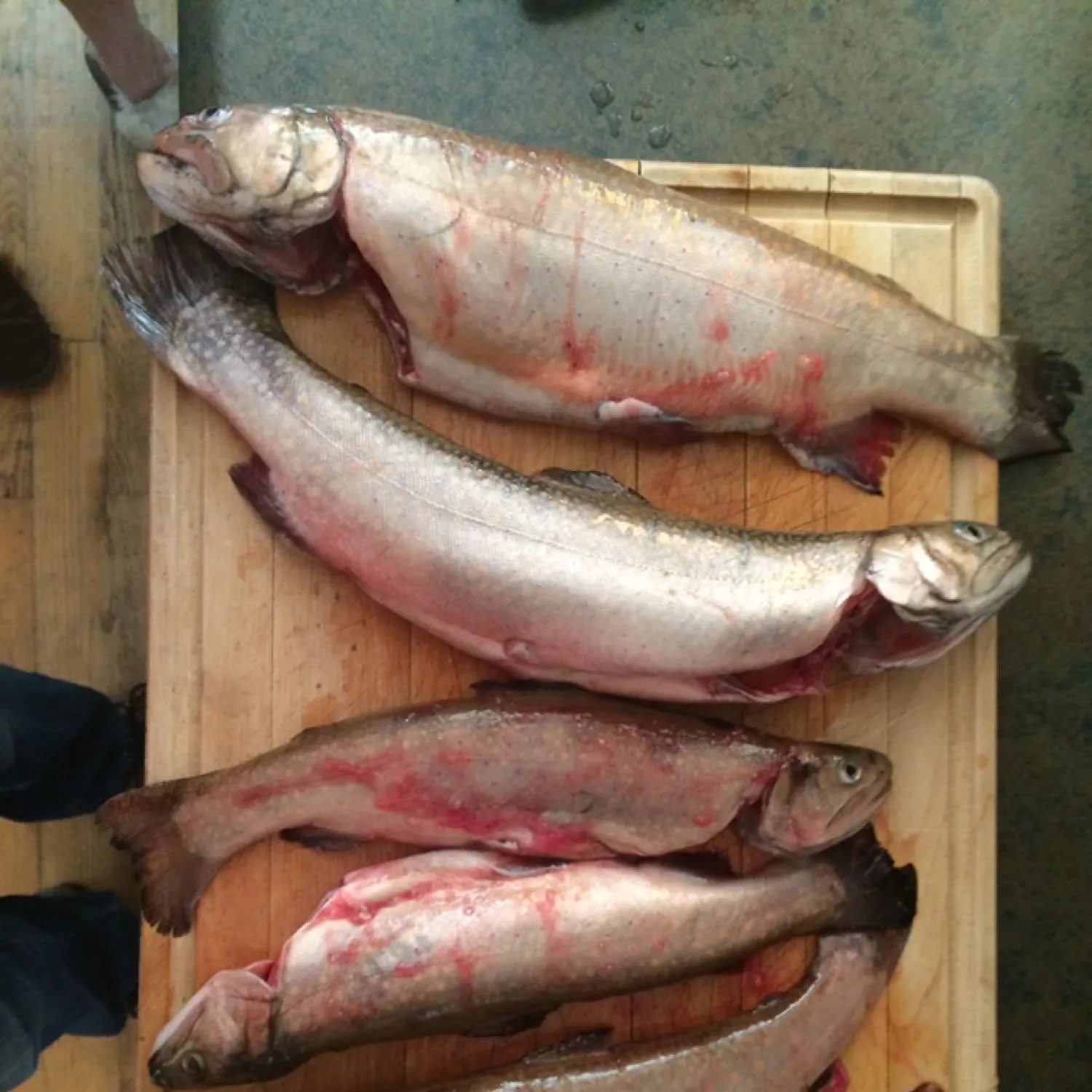 recently logged catches