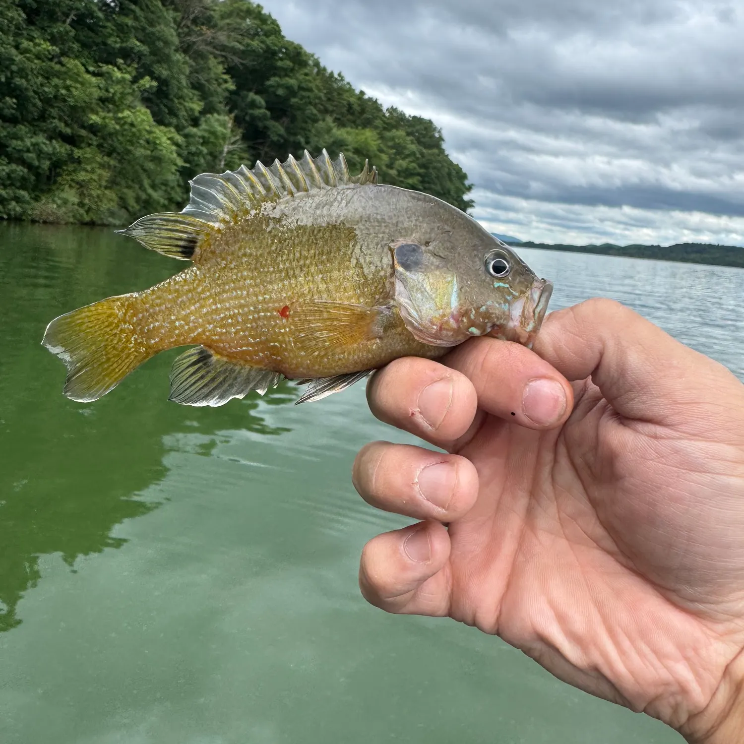 Green sunfish caught on Fishbrain