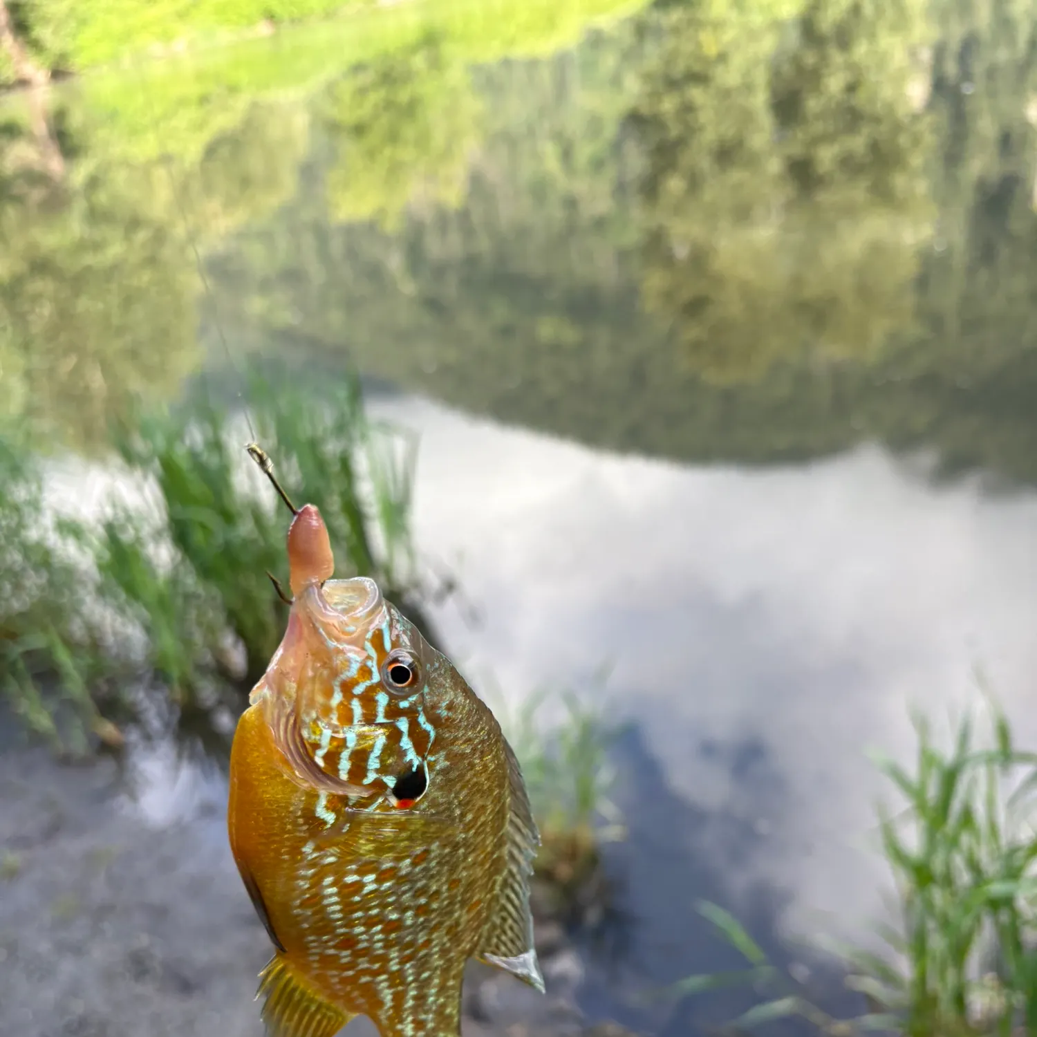 The most recent Pumpkinseed x redbreast sunfish catches on Fishbrain