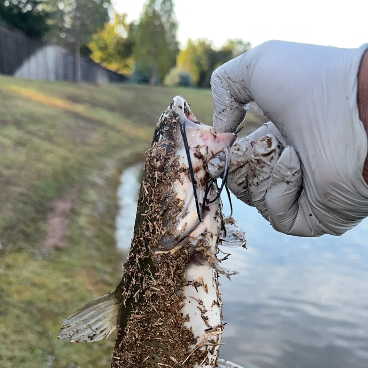 Channel catfish caught on Fishbrain