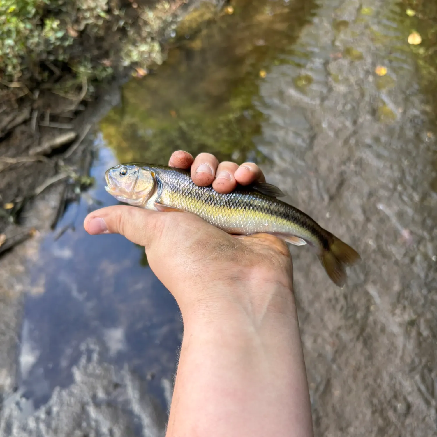 Creek chub caught on Fishbrain