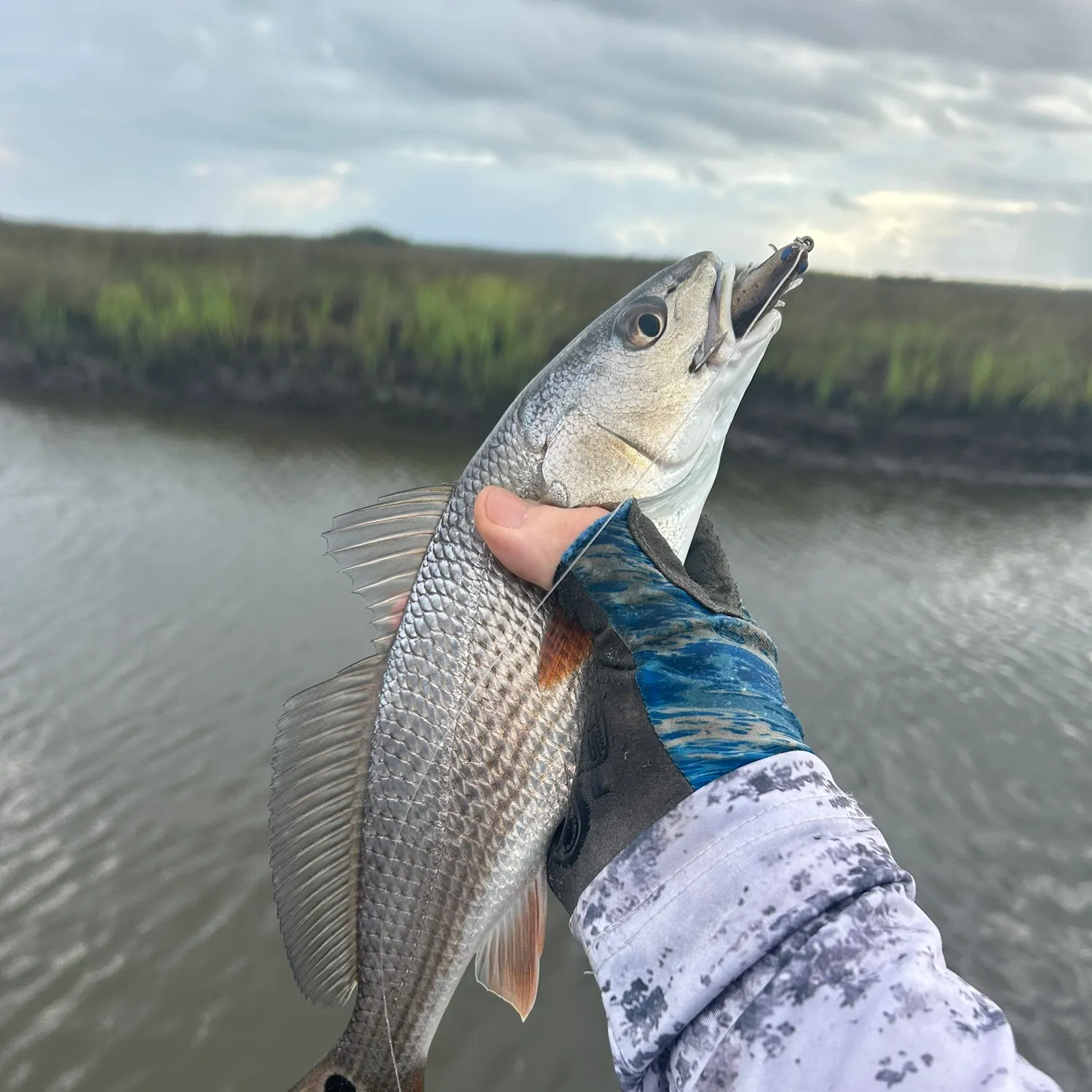Red drum caught on Fishbrain