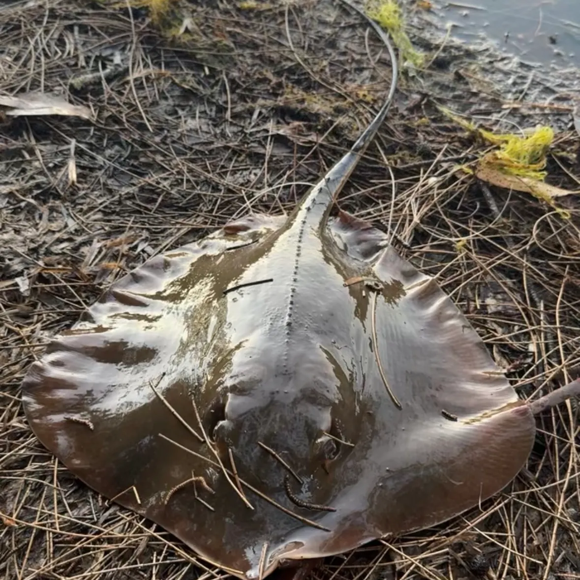 Atlantic stingray caught on Fishbrain