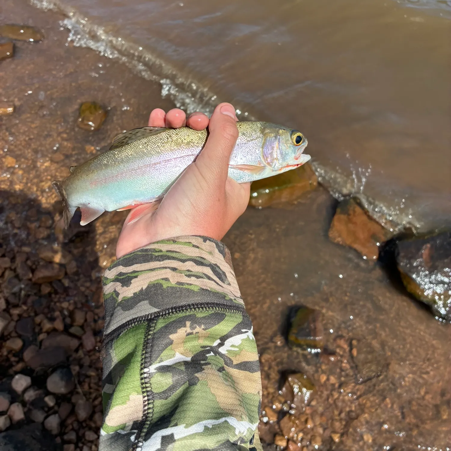 Rainbow trout caught on Fishbrain
