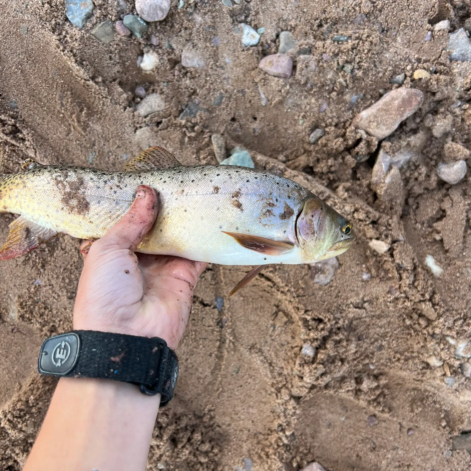 Cutthroat trout caught on Fishbrain