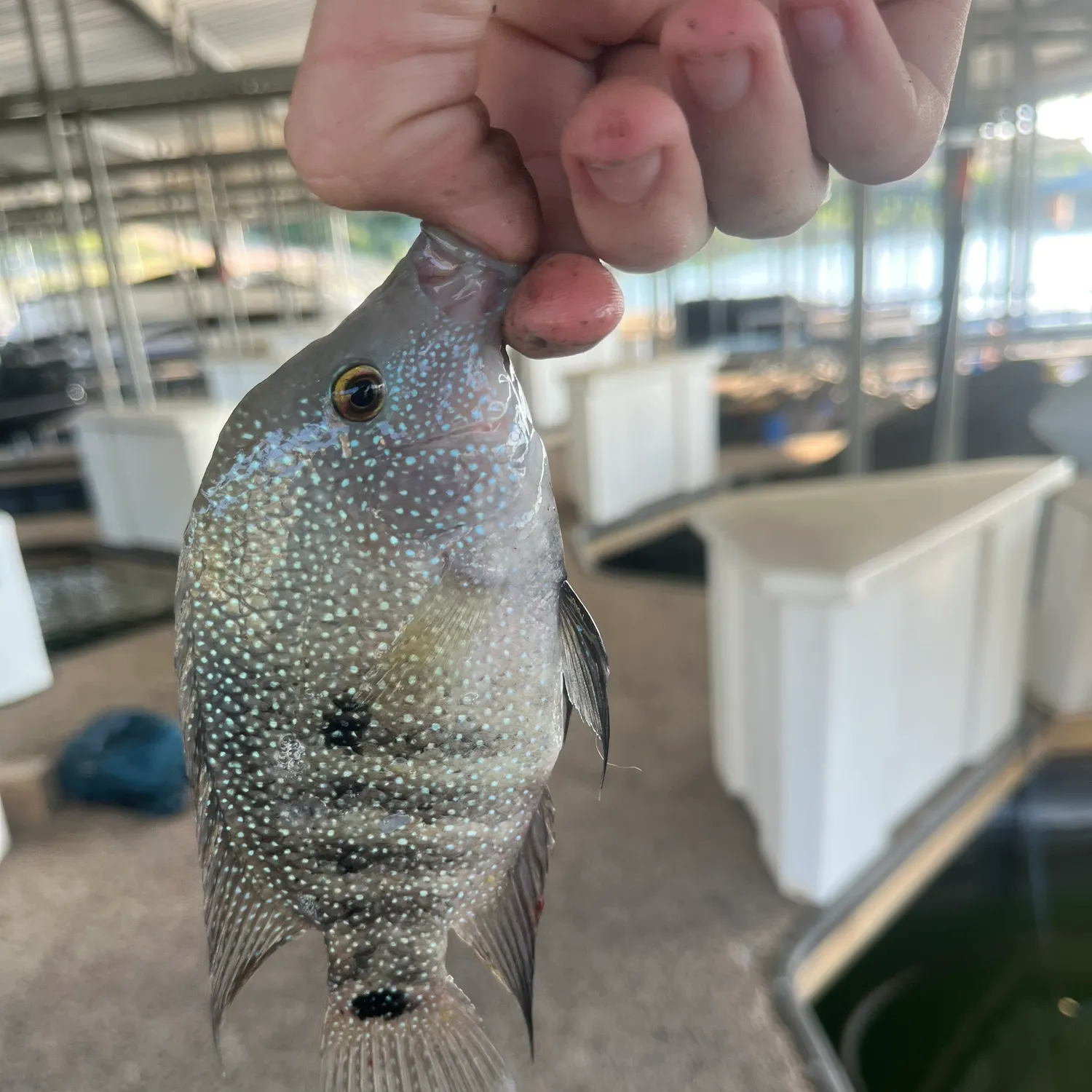 The most recent Rio Grande cichlid catches on Fishbrain