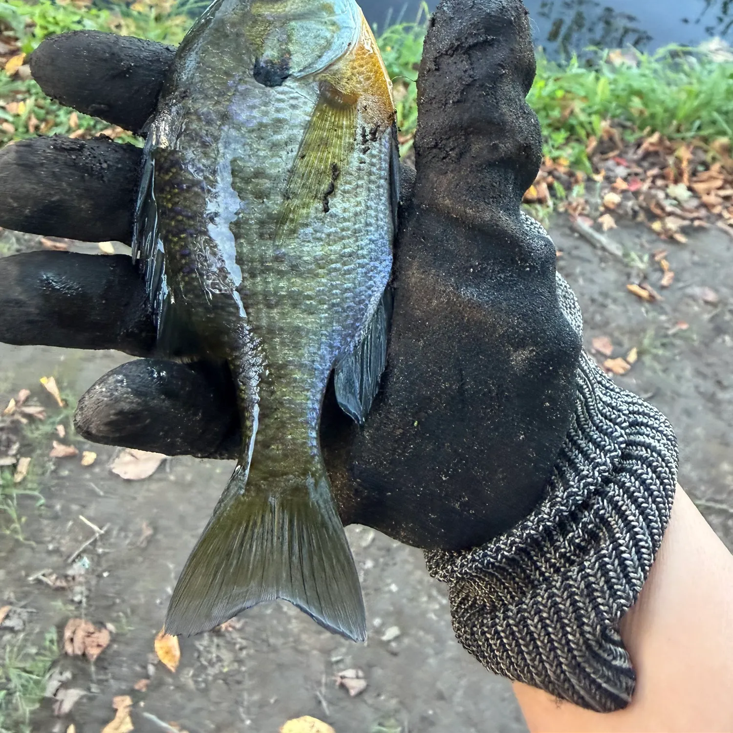 Bluegill caught on Fishbrain