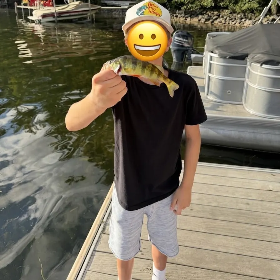 Yellow perch caught on Fishbrain