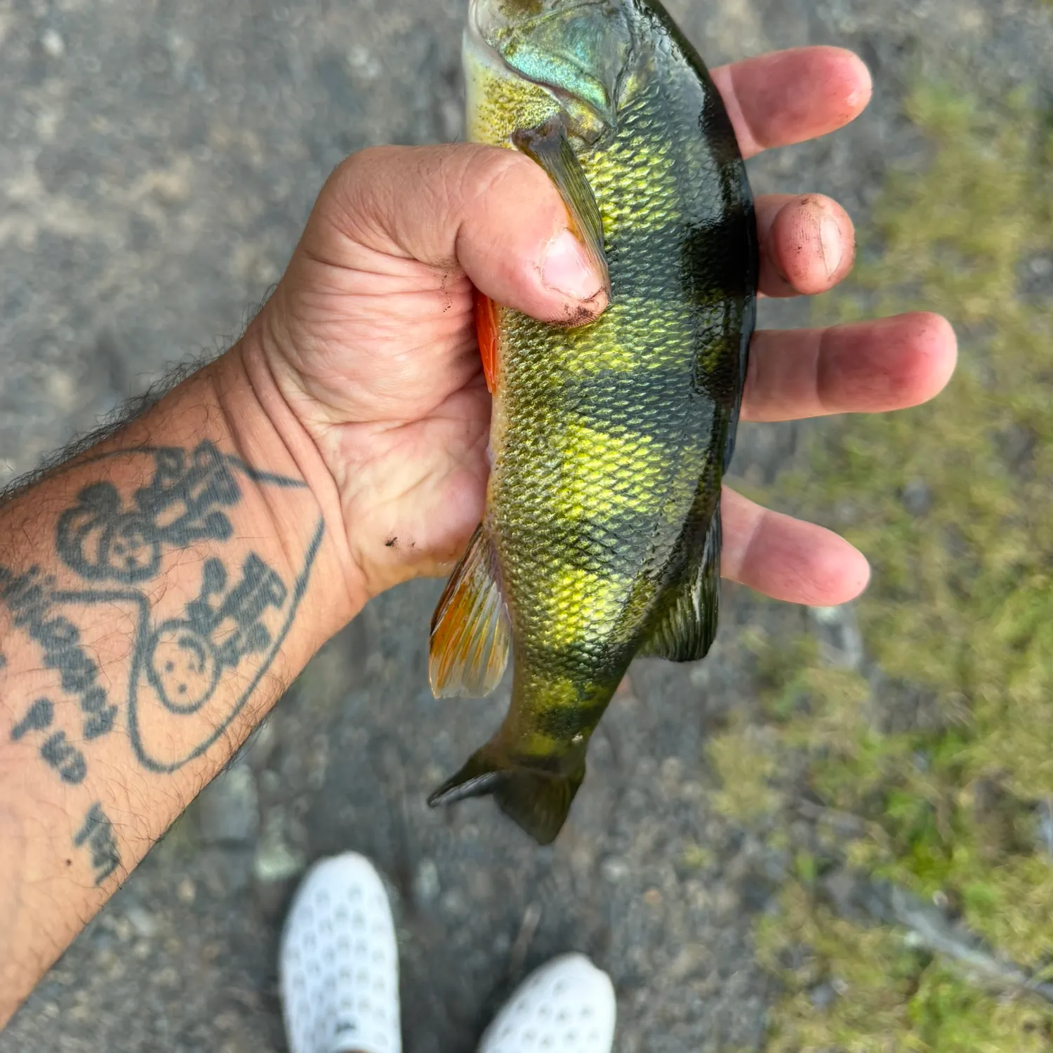 Yellow perch caught on Fishbrain