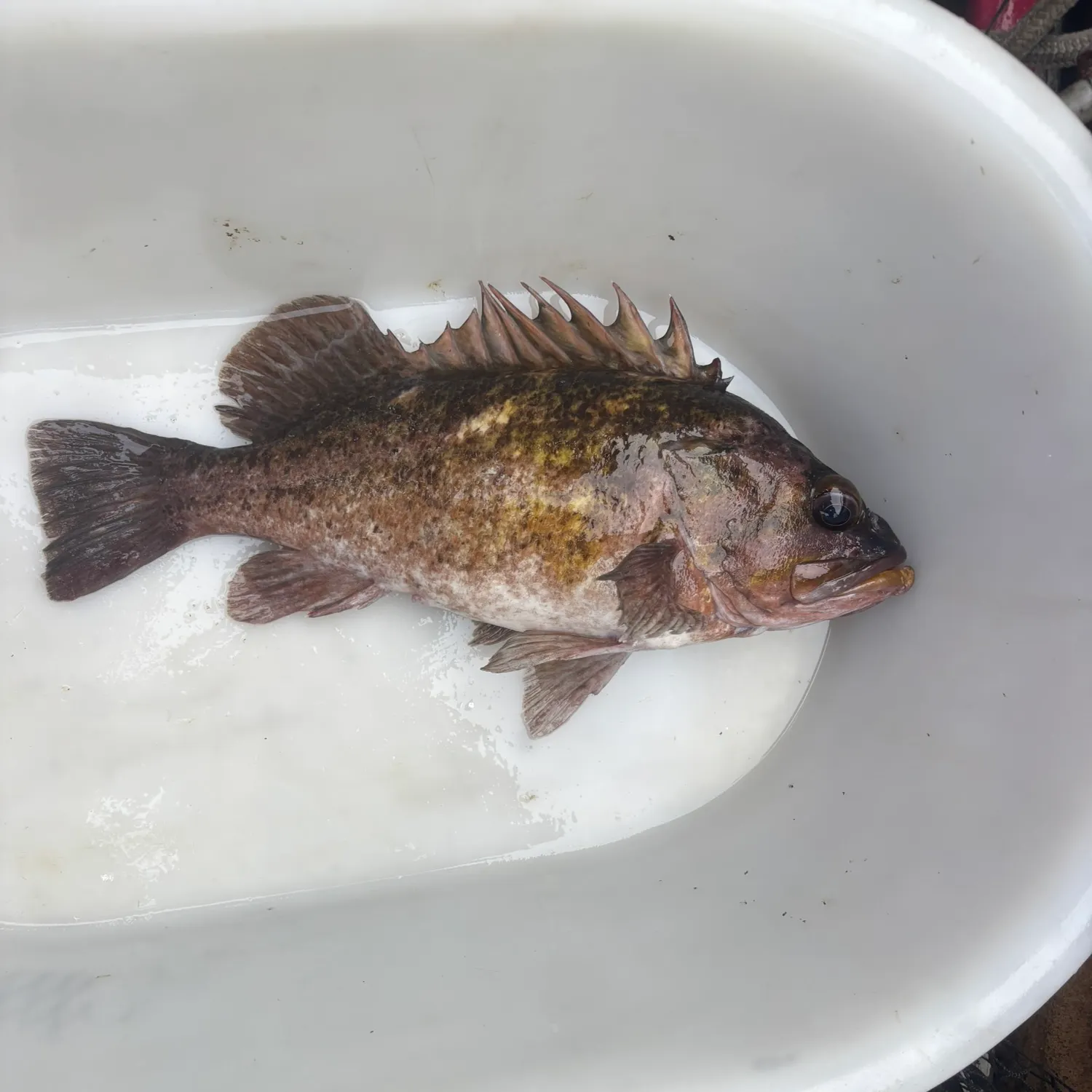 Copper rockfish caught on Fishbrain