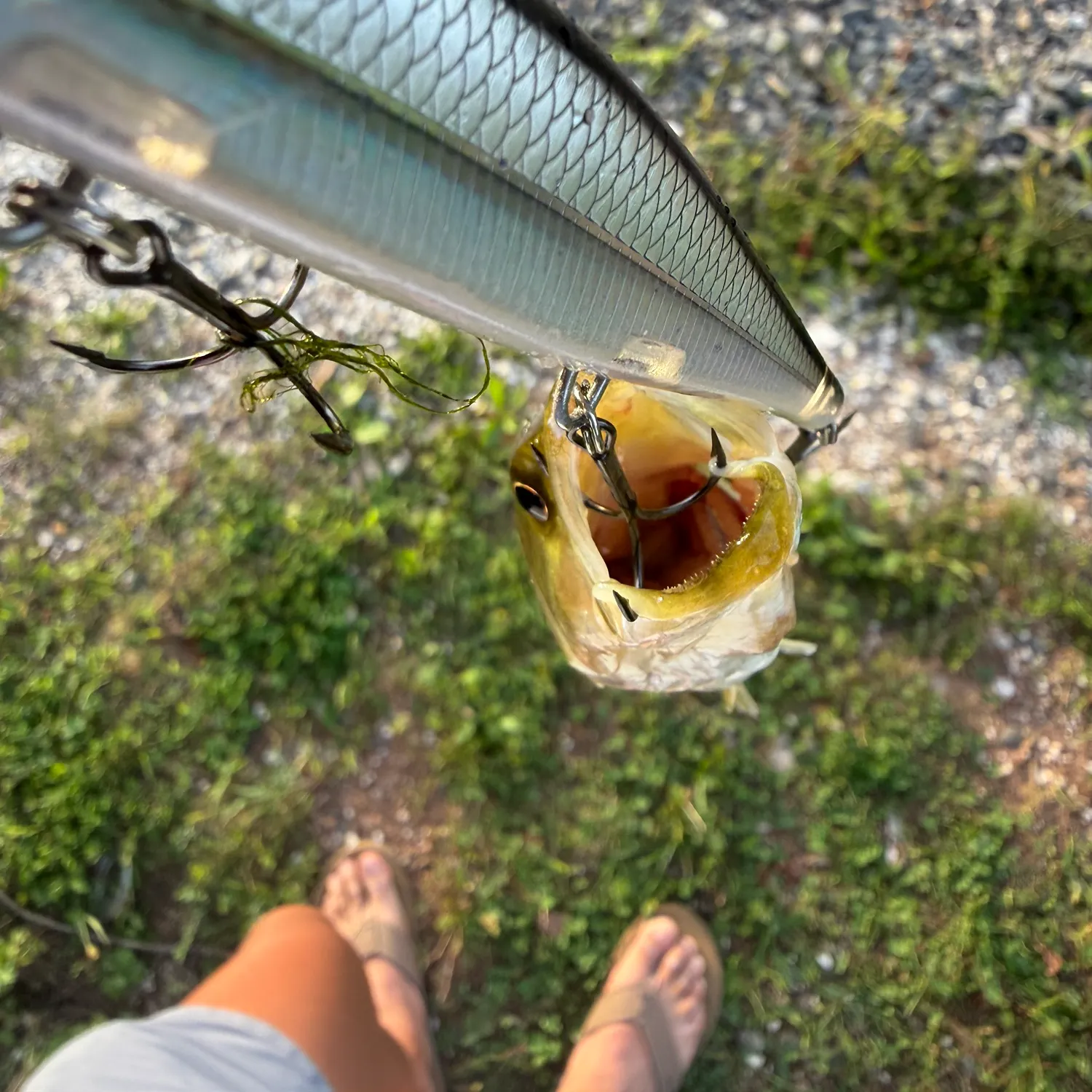 Largemouth bass caught on Fishbrain