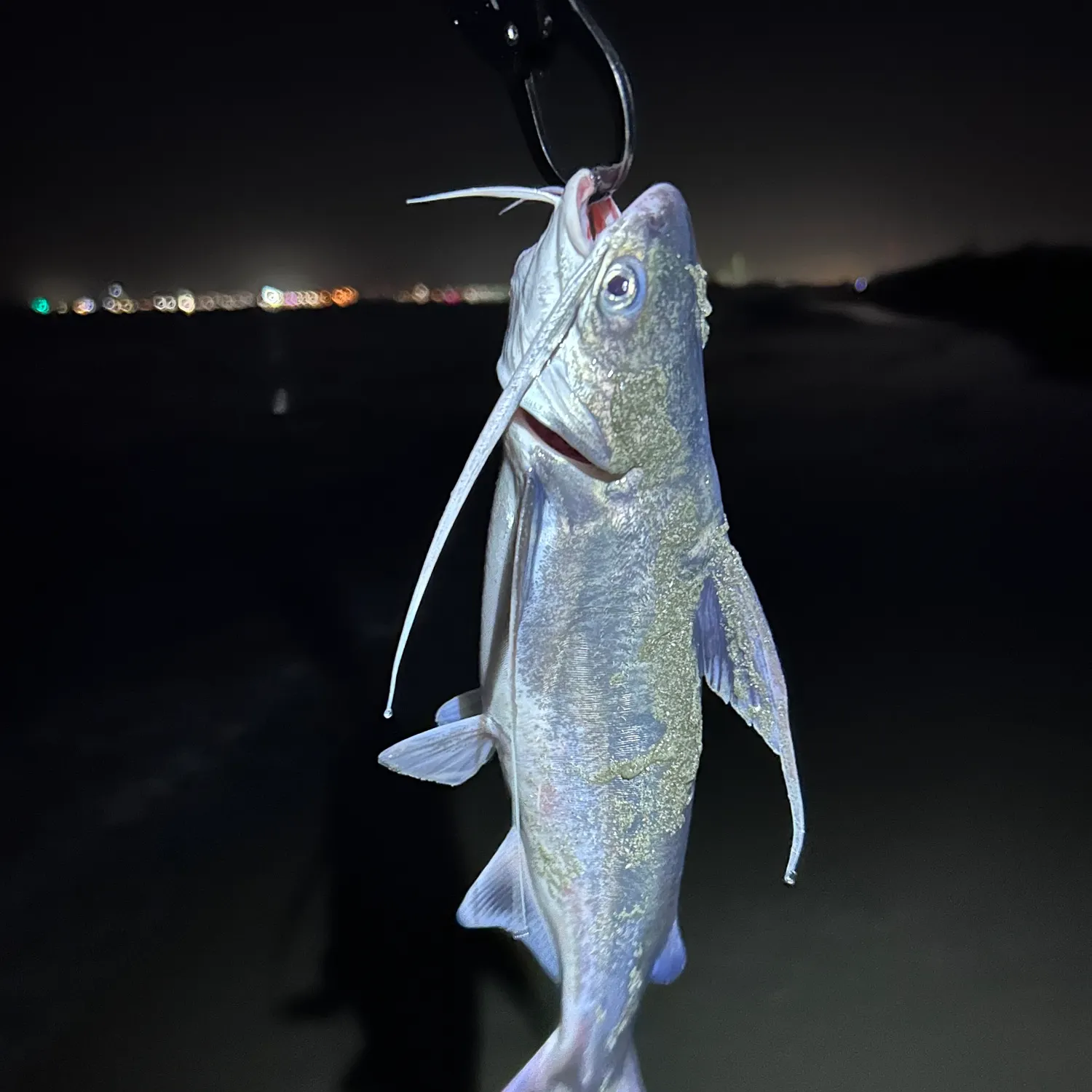Gafftopsail sea catfish caught on Fishbrain