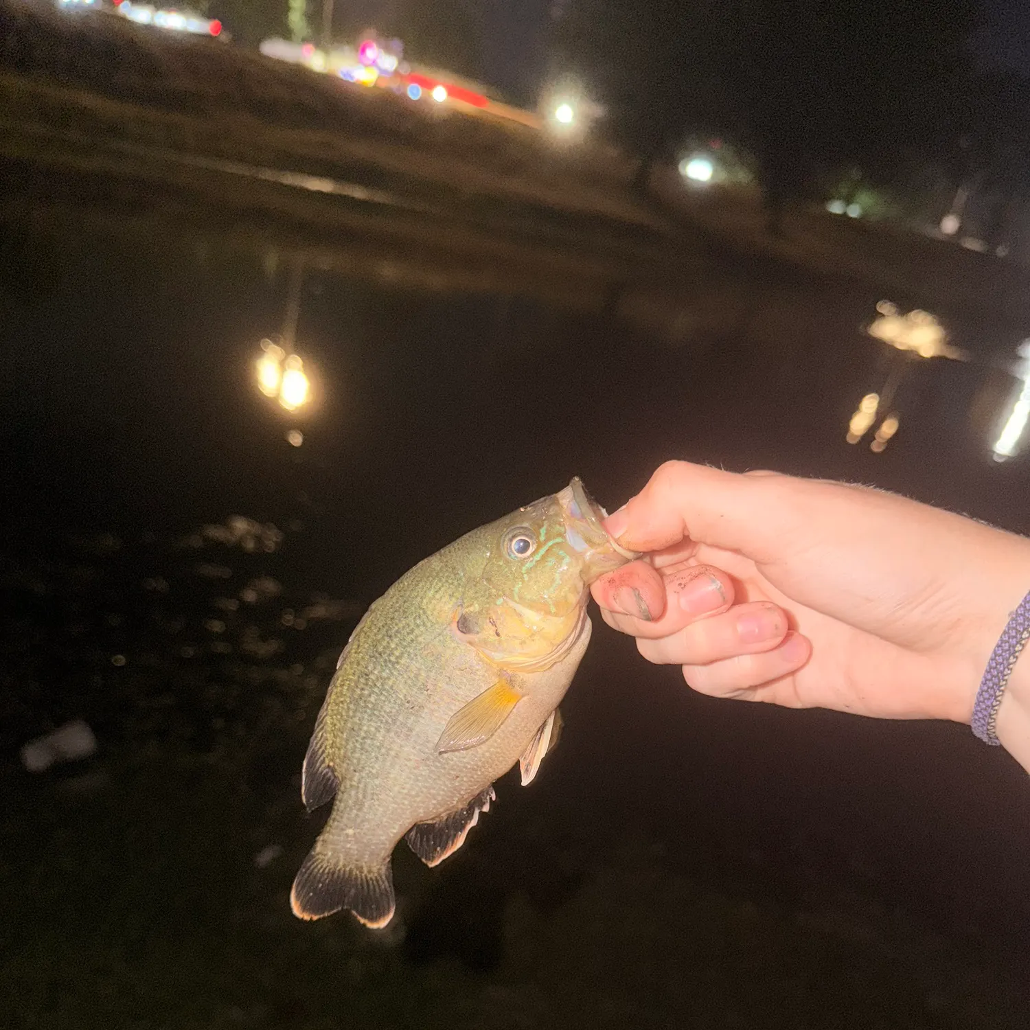 Green sunfish caught on Fishbrain