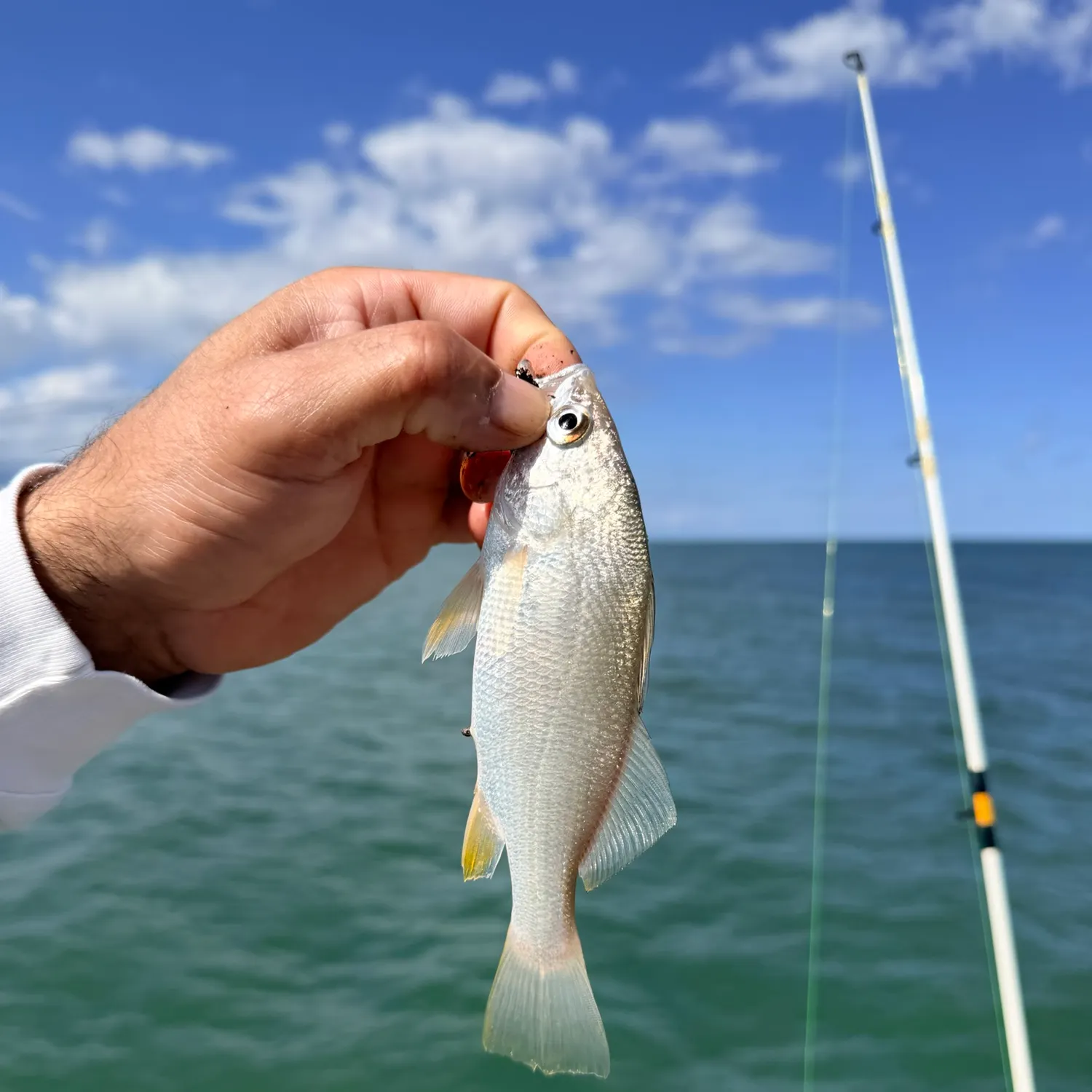 Silver perch caught on Fishbrain