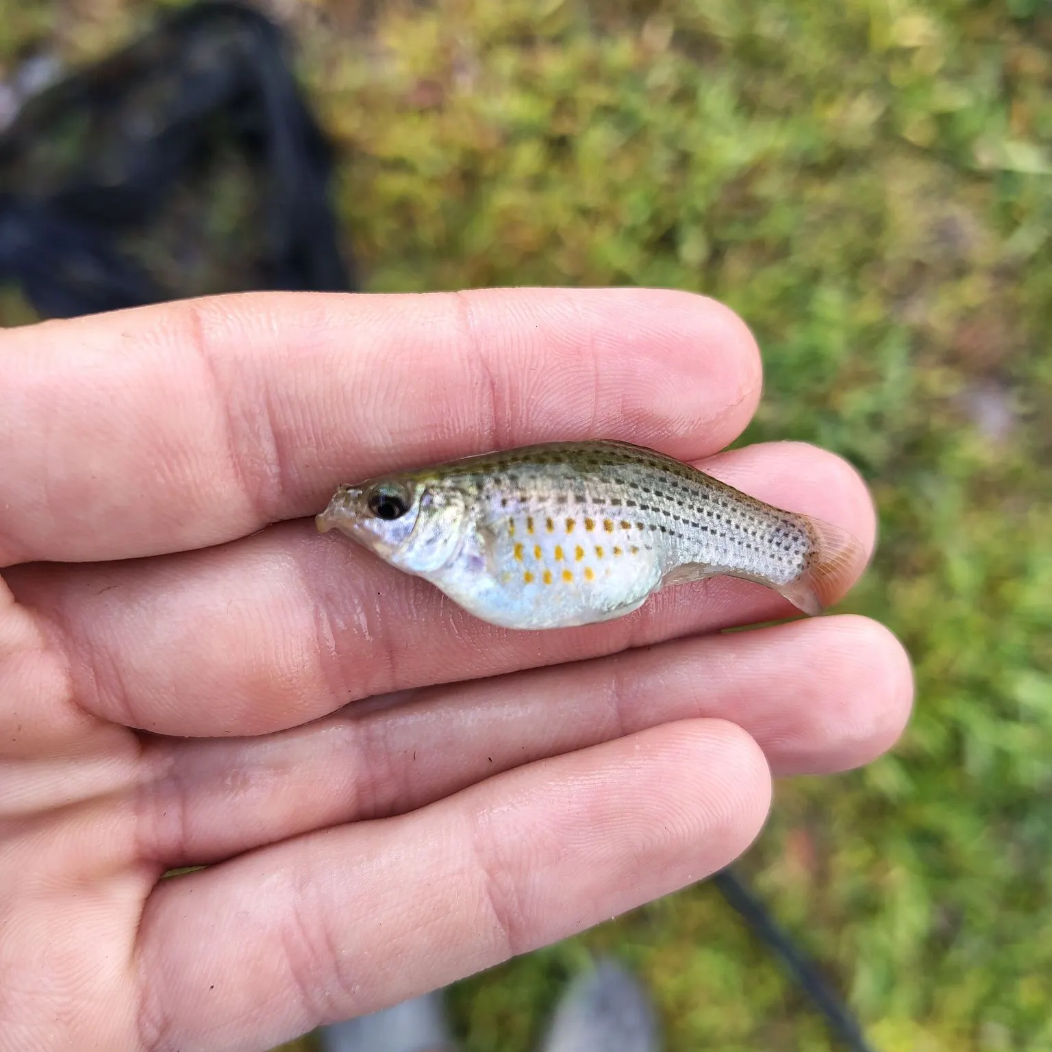 The most recent Sailfin Molly catches on Fishbrain