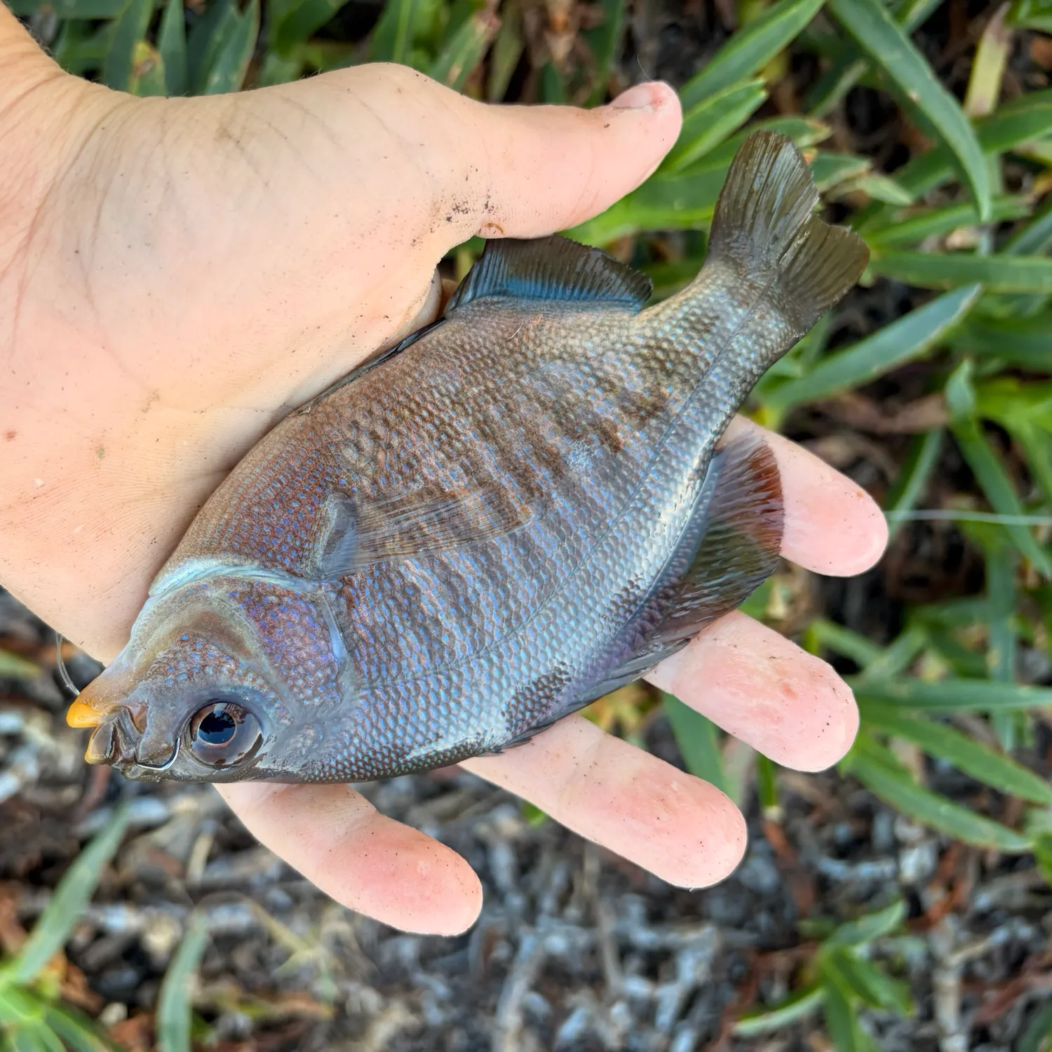 The most recent Black perch catches on Fishbrain
