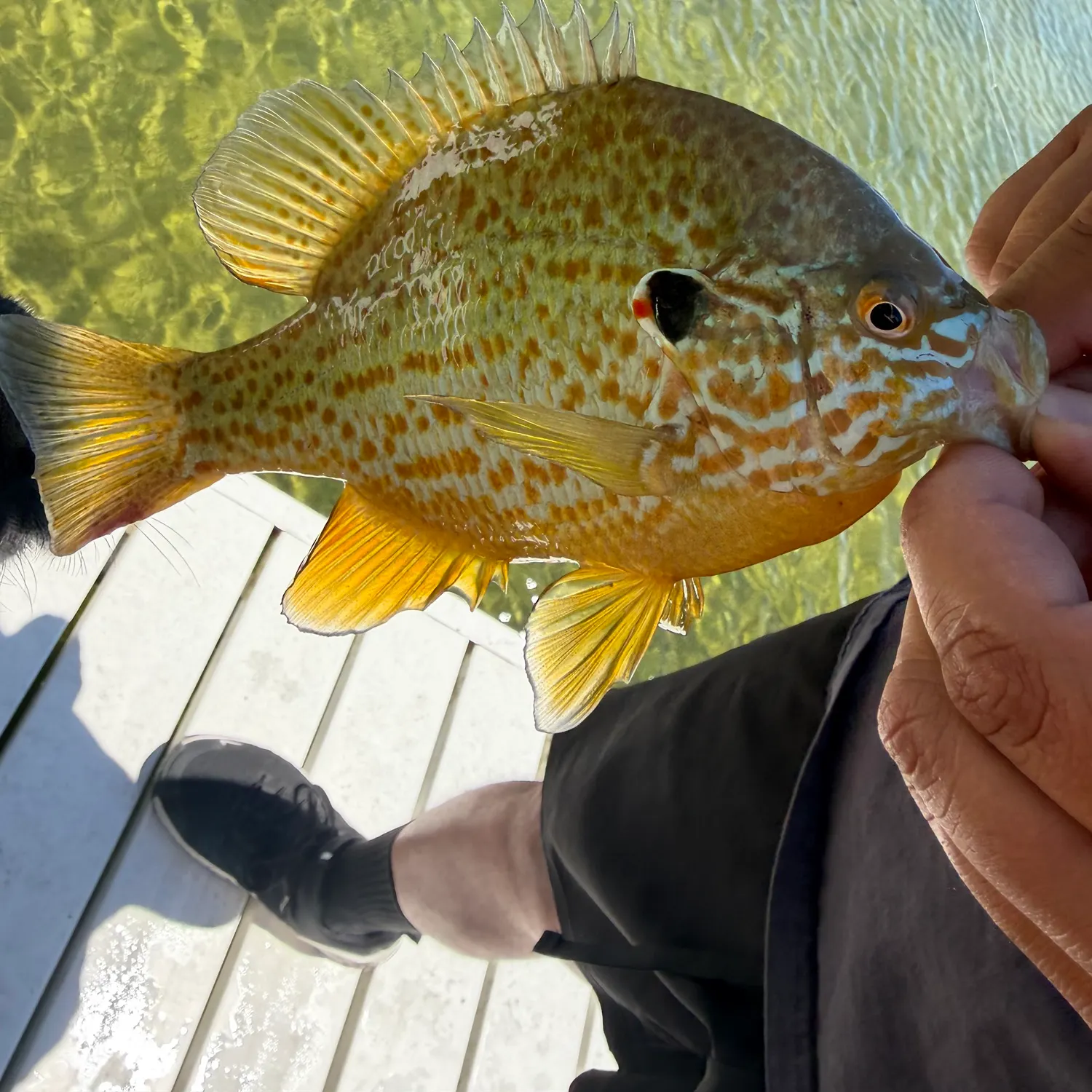 Orangespotted sunfish caught on Fishbrain