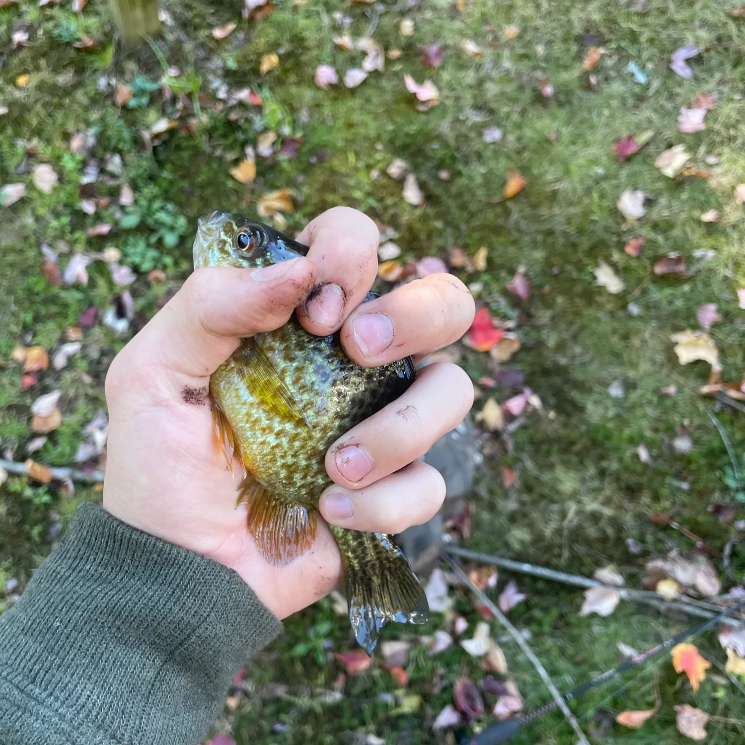 Pumpkinseed caught on Fishbrain