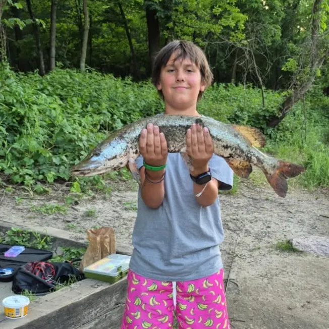 The most recent Northern pike catches on Fishbrain