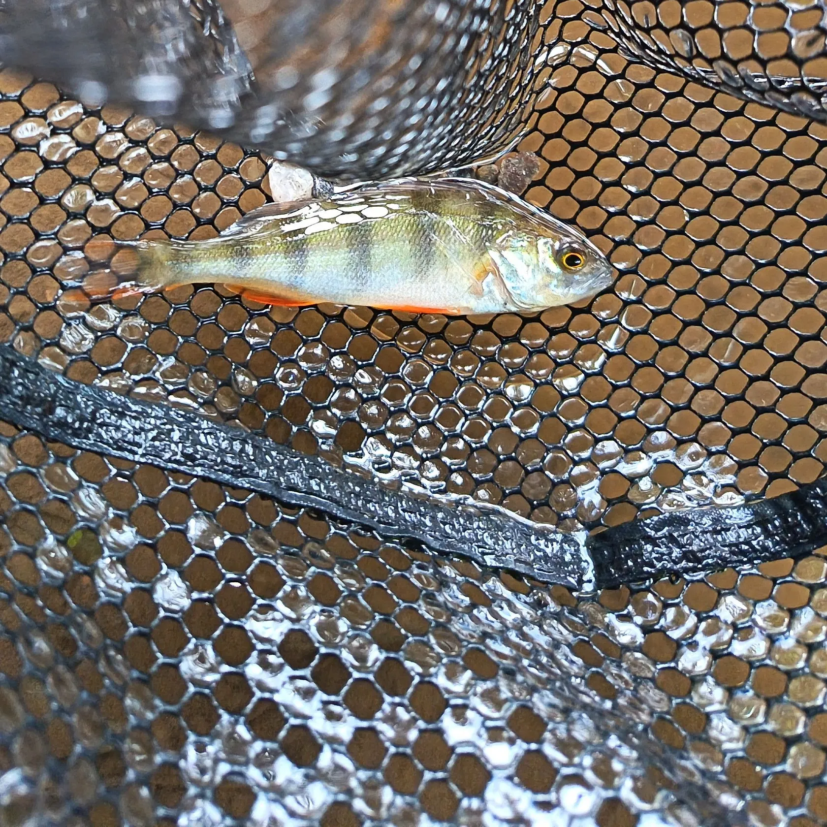 European perch caught on Fishbrain