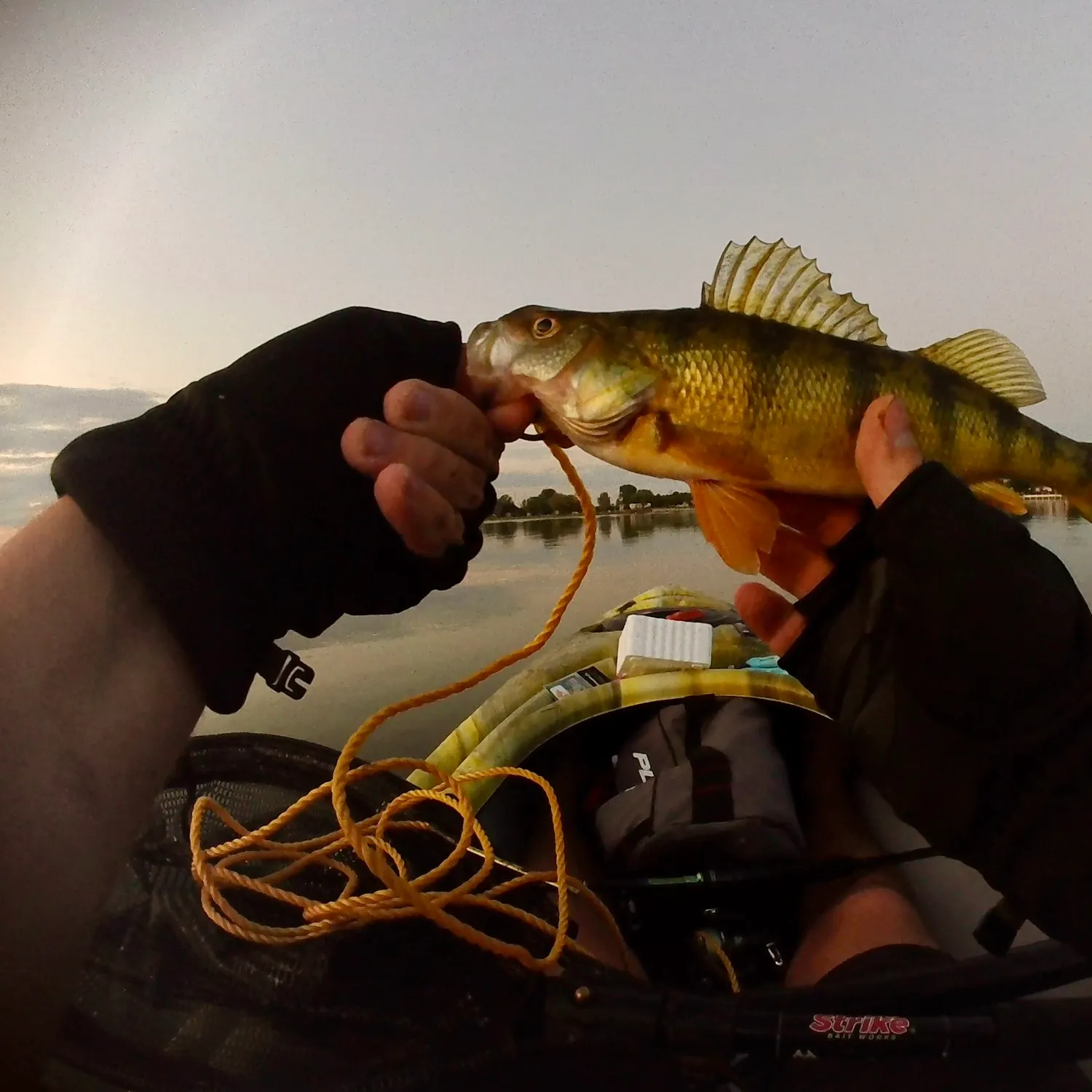 Yellow perch caught on Fishbrain