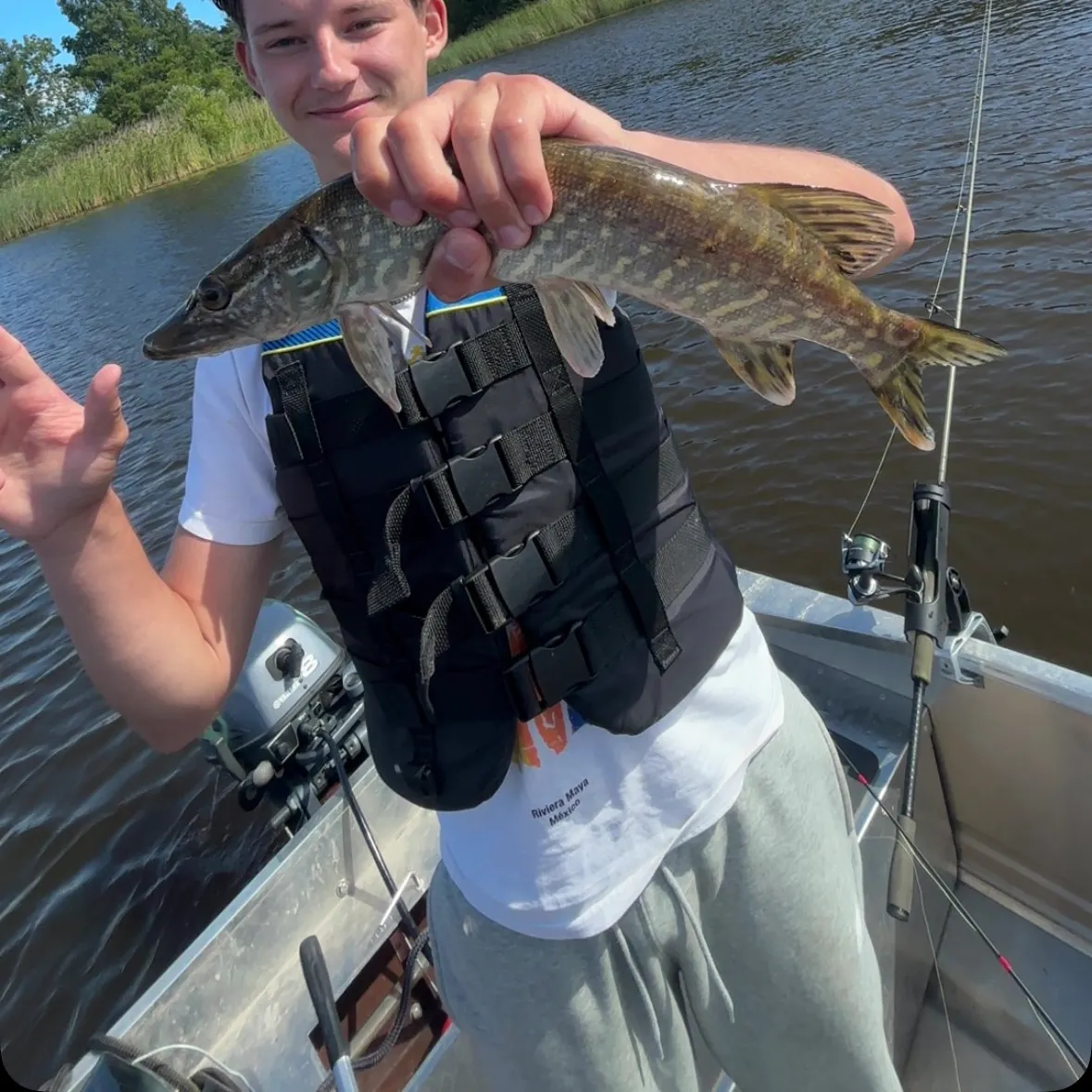 Northern pike caught on Fishbrain