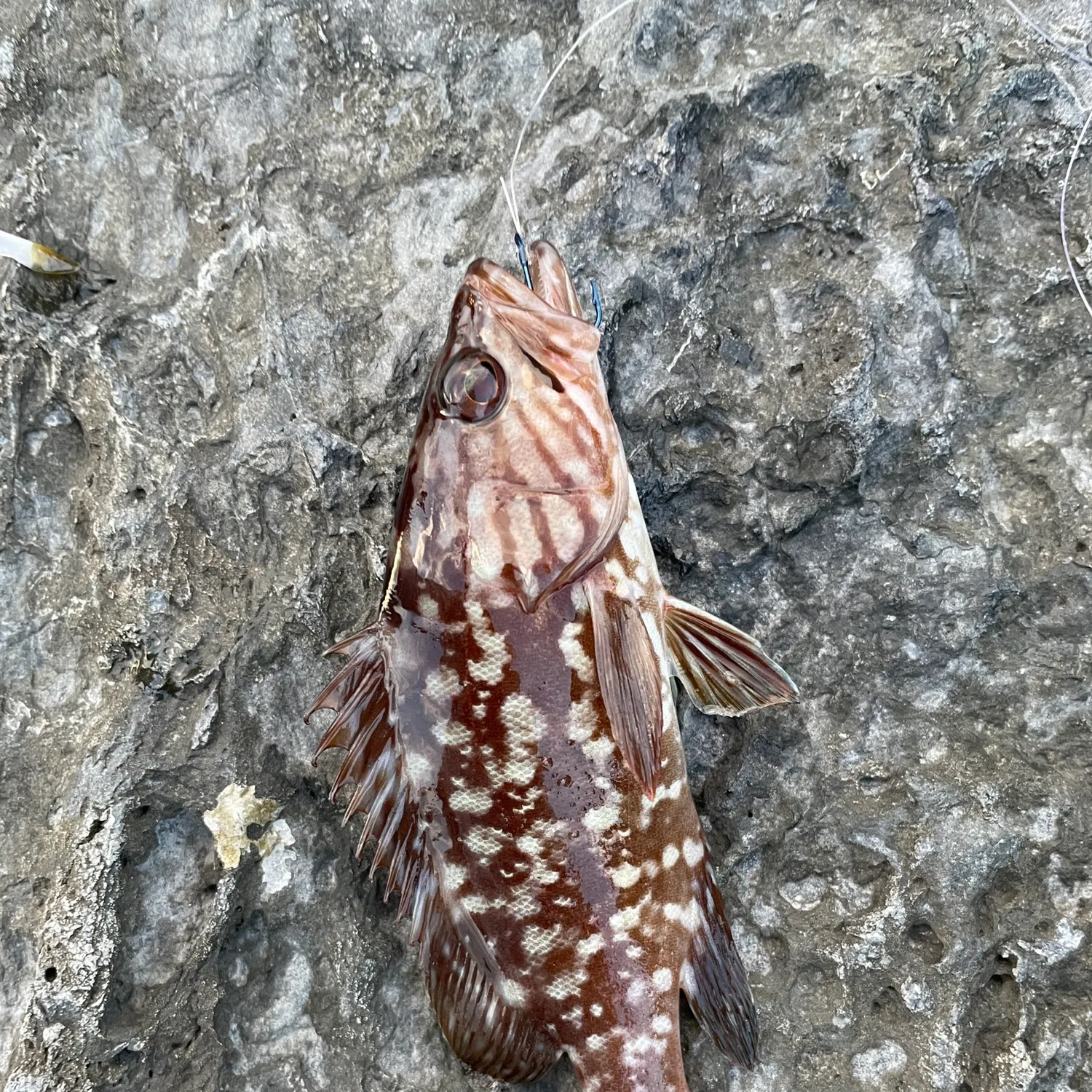 The most recent Island grouper catches on Fishbrain