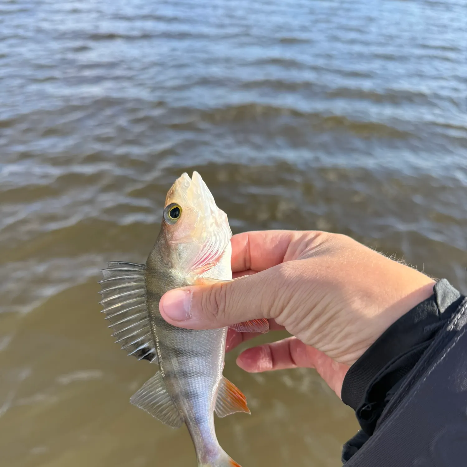 European perch caught on Fishbrain